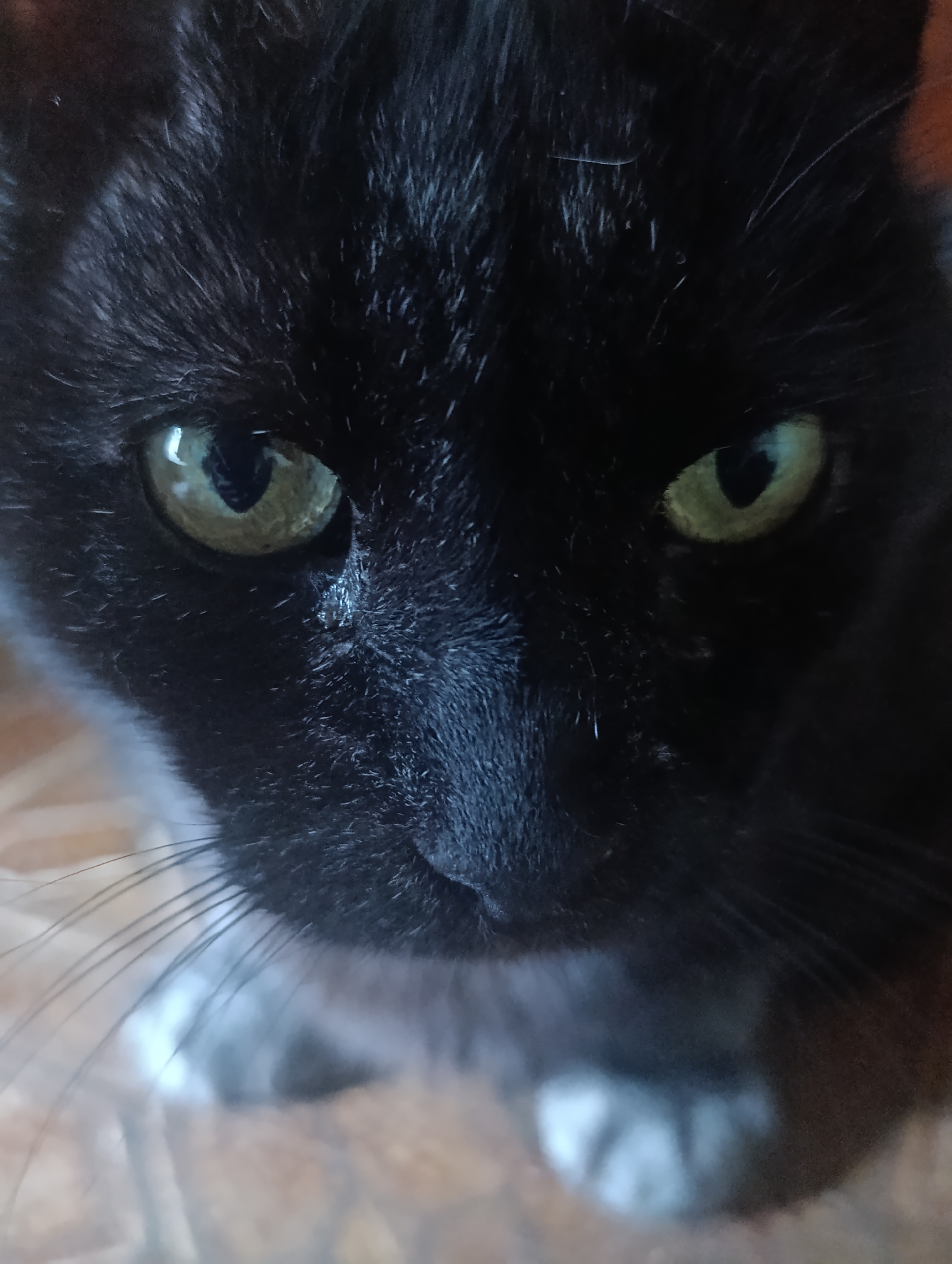 This is a close-up, head-on shot of a black cat's face, with a shallow depth of field that blurs the background. The cat's fur is dark and appears soft. Its eyes are a striking green with visible pupils, and they are looking directly at the camera. The lighting creates some shadows on the cat's face, particularly around the nose and mouth area, but the eyes are well-lit. The whiskers are prominent and fanned out. The cat appears to be indoors, possibly on a tiled floor which is visible in the blurred background. The overall mood is intense due to the direct gaze of the cat.