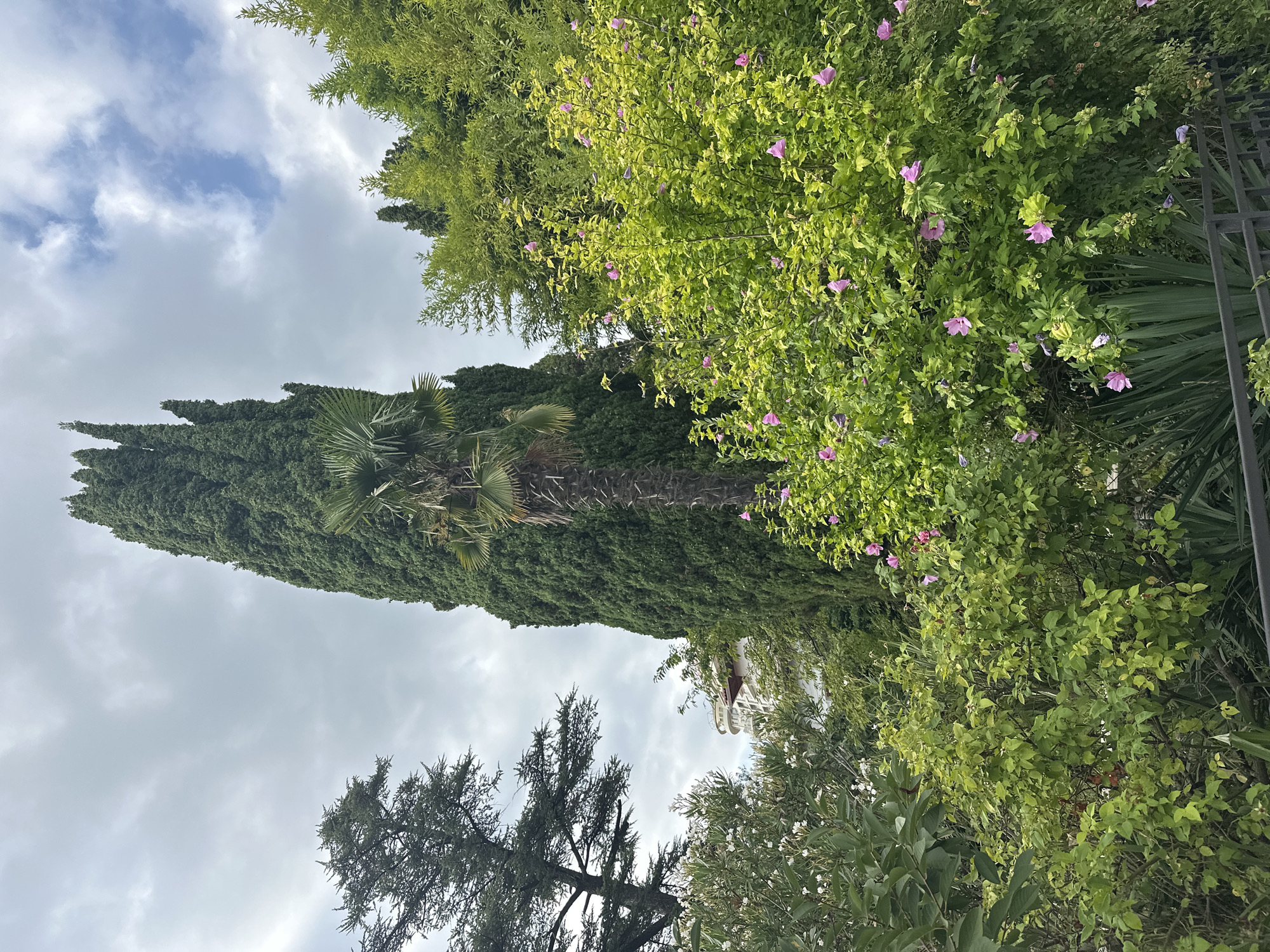 The image depicts a lush green garden with a variety of plants, dominated by a tall, slender cypress tree in the center. To the left, a coniferous tree with darker foliage stands, and to the right, a vibrant bush with pink flowers is in bloom. A palm tree is visible behind the cypress. In the background, a modern, white building with a curved facade is partially obscured by the foliage, suggesting it might be a hotel or resort. The sky is overcast with some patches of blue and scattered clouds. The foreground shows a metal fence and more dense green vegetation. This scene is characteristic of the abundant greenery found in Sochi, Russia, a coastal city known for its subtropical climate and numerous parks and gardens, often associated with resort areas.