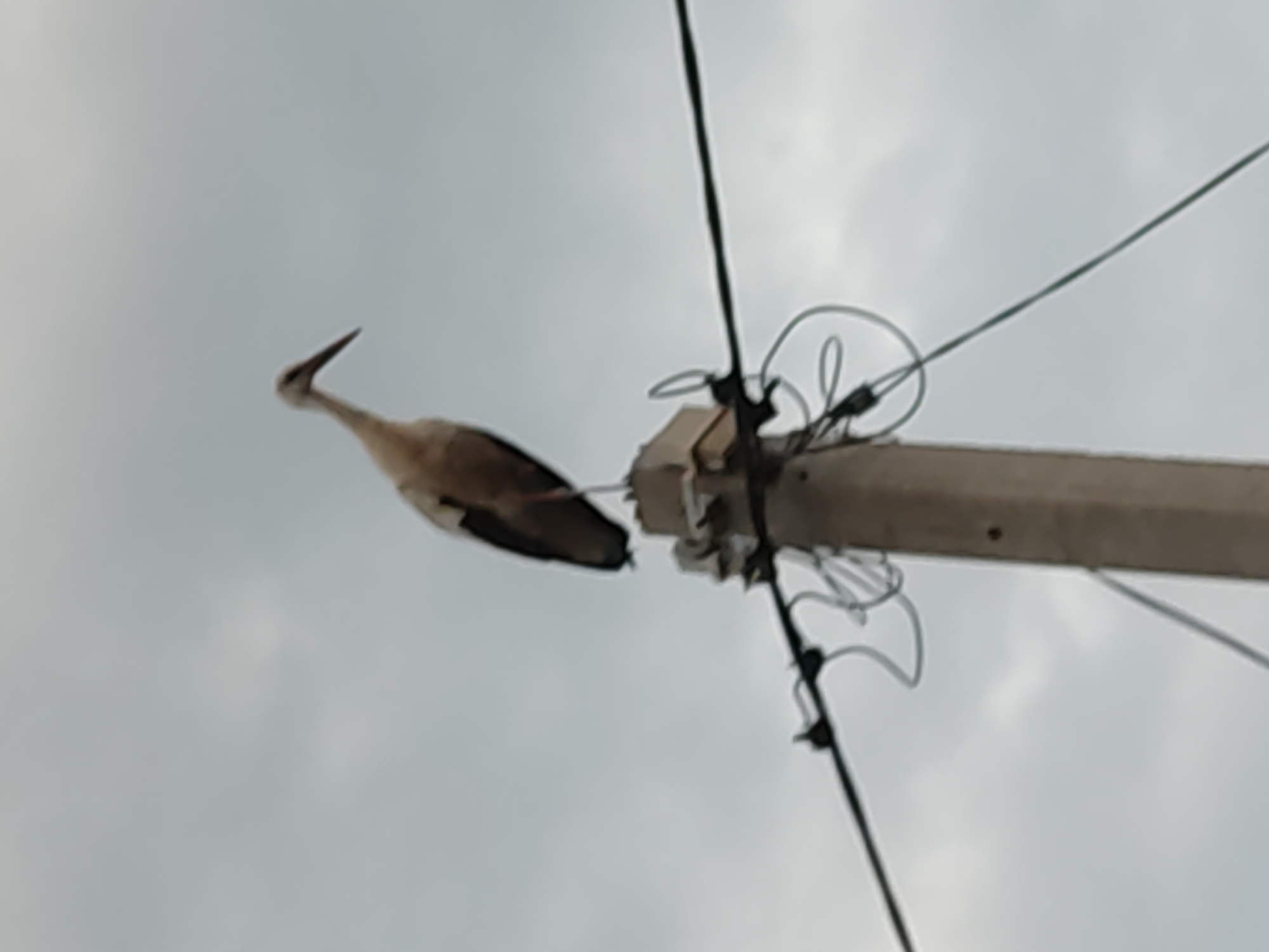 A medium-shot photograph shows a stork perched on top of a concrete utility pole against a cloudy sky. The stork is facing to the right, with its head slightly lowered and its beak pointed downwards. Its body is mostly white with black accents on its wings. The utility pole has several wires attached to it, and a small electrical box is visible near the top of the pole. The sky is overcast, with a uniform grey appearance. The image is slightly blurred, suggesting movement or a lack of focus.