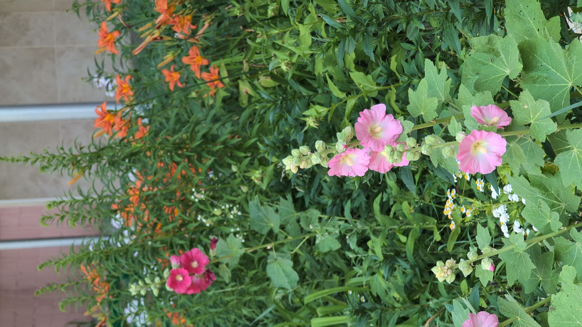 A close-up shot of a garden bed features various flowers. In the foreground, tall stalks of pink hollyhocks are in bloom, with their petals slightly curled. Behind them, a cluster of orange lilies are visible, interspersed with lush green foliage. Small white and yellow flowers dot the scene. The background is blurred, showing the side of a building with light-colored tiled siding and a window. The lighting suggests it is daytime. The image's composition and content do not provide any specific information about its location in Nizhny Novgorod, Russia.