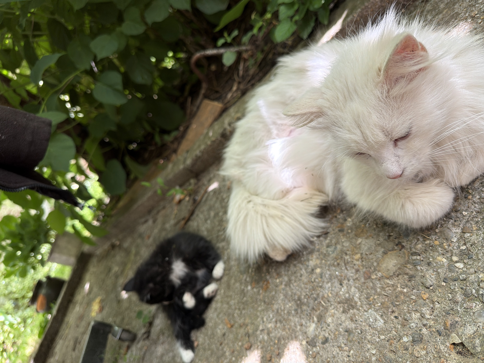 A fluffy white cat is lying on a concrete surface outdoors in Bahovitsa, Bulgaria. To its left, a black and white kitten is also resting on the concrete. Lush green foliage and trees are visible in the background. A dark piece of fabric hangs from the top right of the frame. The scene appears to be a peaceful outdoor setting with two felines relaxing in the sunlight.
