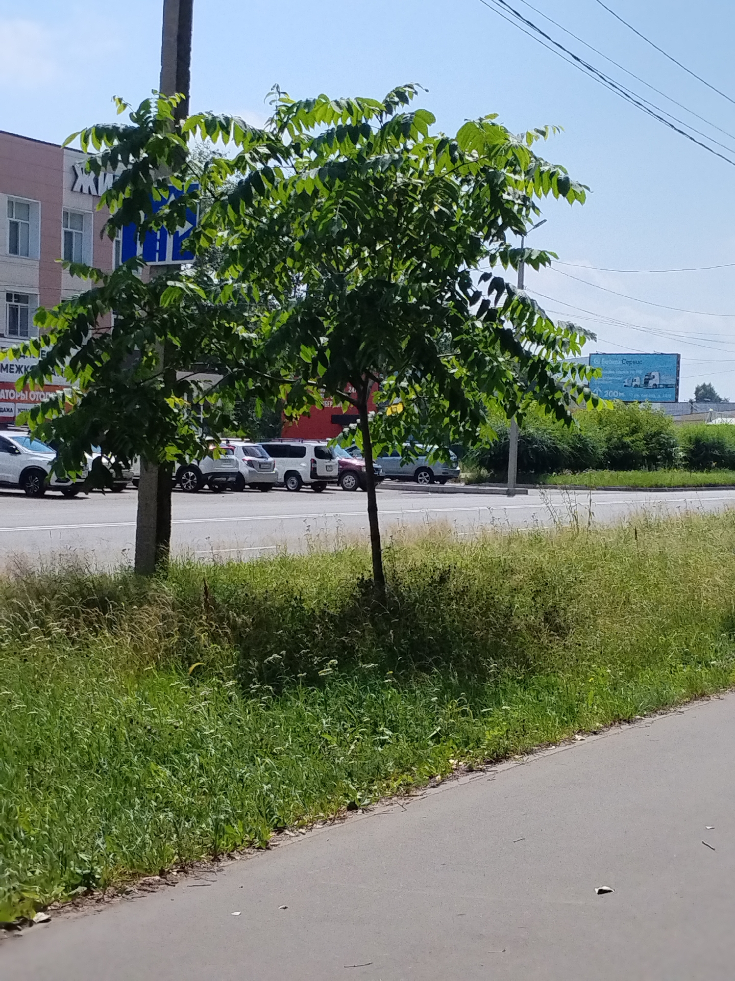 A tree with lush green leaves stands prominently in the foreground, its branches reaching outwards. Behind the tree, a street is visible with several parked cars, including white SUVs and sedans. A sidewalk runs alongside the street, bordered by thick, green grass and weeds. In the background, a pale pink building with windows is partially visible, and a large blue billboard advertising "BUSIN. Service" and "200M" is mounted on a pole. The sky above is a clear blue. The scene appears to be a roadside view in Komsomolsk-on-Amur, Russia, likely during a sunny day.