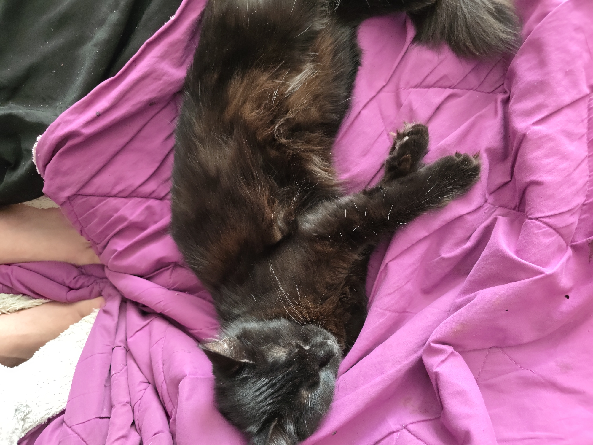 A long-haired black cat is sleeping on a crumpled, bright pink duvet. The cat's fur has undertones of brown and grey, and its eyes are closed. Its front paws are tucked underneath its body, and its hind legs and tail are visible. In the background, a pair of human legs are visible, wearing white socks, on a fluffy white blanket. The scene appears to be indoors, possibly in a bedroom. The location is the city of Stockton-on-Tees, United Kingdom.