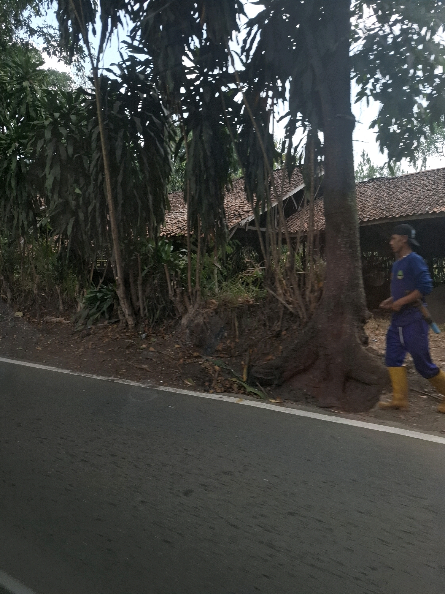 The image depicts a man walking along a road in a rural area. The man is wearing a blue long-sleeved shirt, blue pants, and yellow boots, and a dark cap. He is walking from right to left, away from the viewer, and appears to be carrying a long object or tool tucked into his waistband on his right side. The road is paved and has a white line marking the edge. To the left of the road is a dirt embankment covered with fallen leaves and vegetation, including tall, thin trees with long leaves and a large, thick tree with exposed roots. In the background, behind the trees, are buildings with tiled roofs, suggesting a settlement or village. The environment is lush and green with visible trees and foliage, indicative of a tropical climate. The overall impression is that of a person walking through a semi-natural, semi-developed area. The location is specified as Cijangkar, Indonesia.