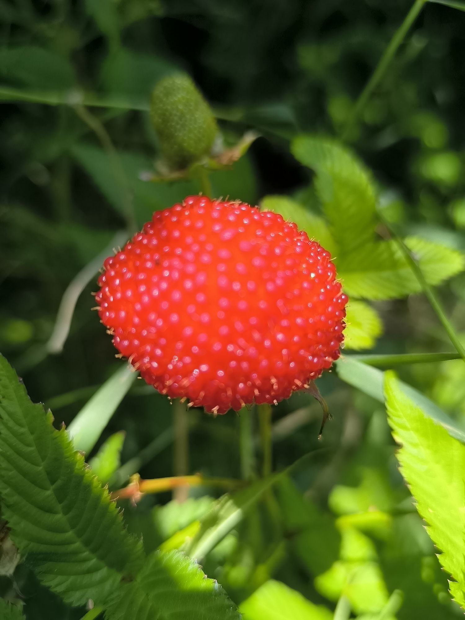 A bright red, raspberry-like fruit with noticeable bumps and tiny hairs is centrally focused in the foreground. The fruit is surrounded by vibrant green foliage, with some leaves in sharp focus and others softly blurred. A small, green, undeveloped bud is visible above and to the left of the fruit. The background is a mosaic of green leaves and out-of-focus circles of light, suggesting a sunny, natural environment. The scene is set in Dercekliai, Lithuania, likely in a garden or natural setting within the city. There are no people or actions depicted in the image.