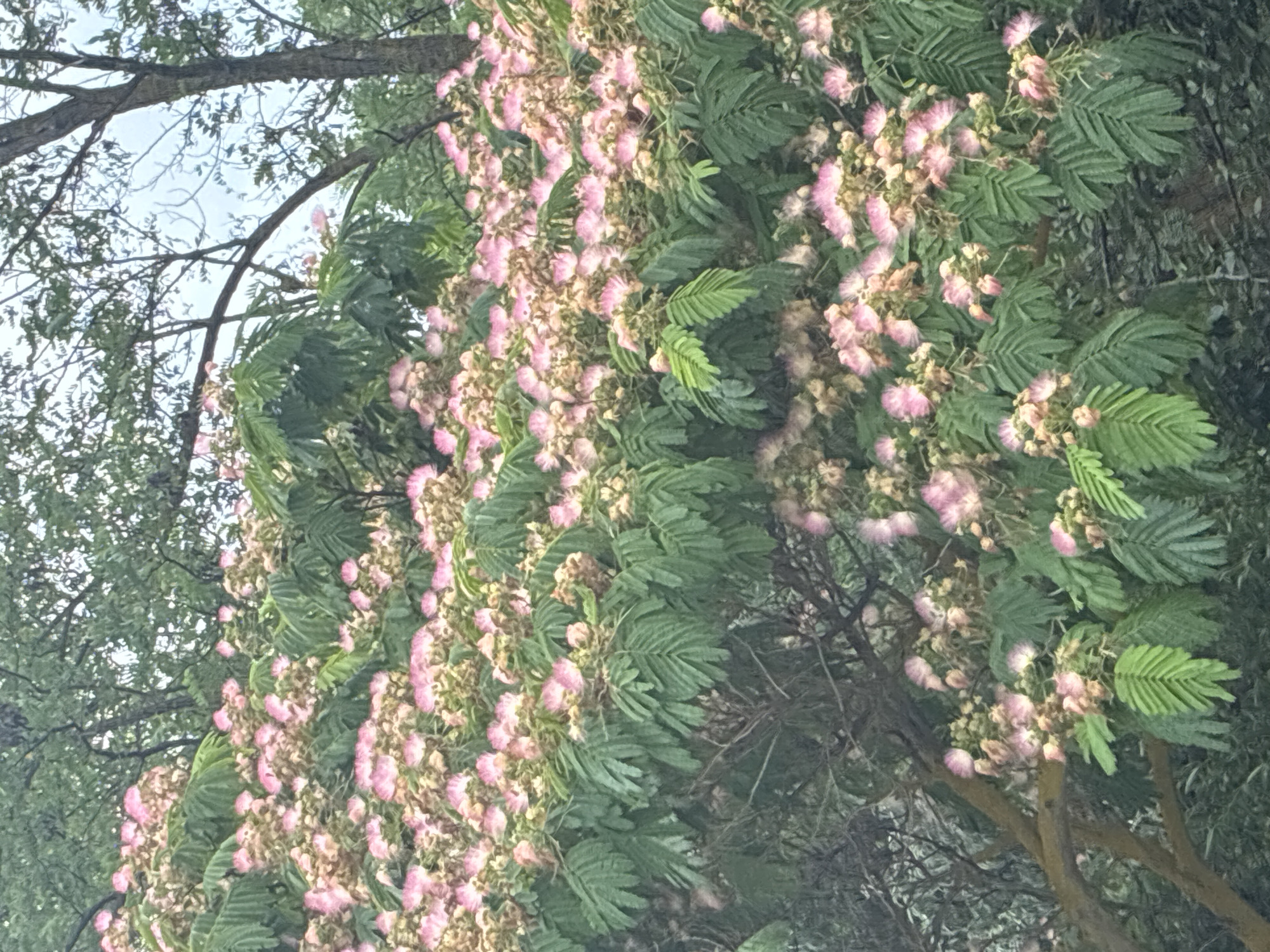 This is a photograph of a Persian silk tree (Albizia julibrissin) in full bloom, likely in the city of Mirnyi, Ukraine. The tree is densely covered with its characteristic feathery, pinkish-white flowers and compound leaves. The flowers are clustered and appear to be at the peak of their bloom, giving the tree a soft, ethereal appearance. The leaves are a vibrant green and are arranged in a pinnately compound structure. The background shows the darker foliage of other trees, with some branches and the sky visible through the canopy. The lighting suggests an overcast day, which contributes to the diffused light and soft colors in the image. The photograph is taken from a medium distance, capturing a significant portion of the flowering tree.