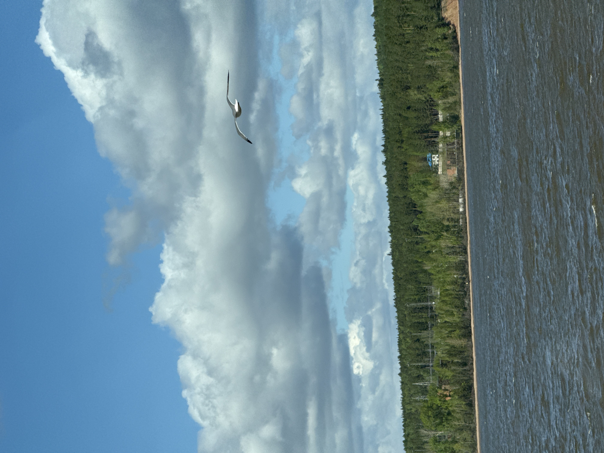 The image shows a waterscape. The left side is dominated by a dynamic sky featuring a mix of cumulus clouds and blue patches. A bird, possibly a seagull, is in flight against this sky.
The right portion of the image shows a body of water with slight ripples. The shoreline is lined with a dense forest. Buildings are visible amidst the trees. Power lines run along the edge of the forest.
Given the prompt and location information, the scene is most likely the Kama River, a water feature that is located in the city of Chaikovsky, Russia.
