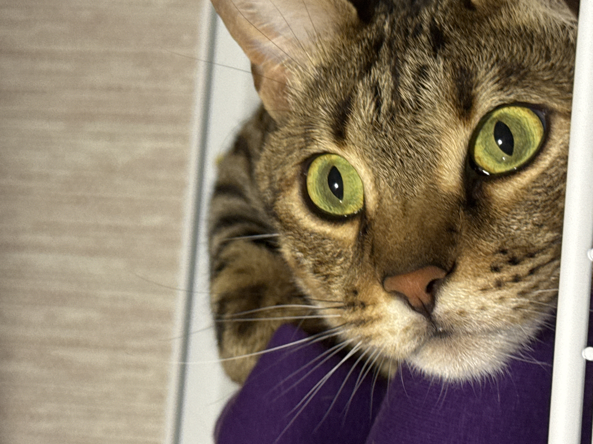 A close-up shot of a cat's face. The cat has golden-green eyes and a tabby coat. A purple fabric is visible below the cat's head. A white structure, possibly a cage or fencing, is partially visible on the right side of the frame. A light-colored wall is visible in the background on the left. There is no information to identify this image as being in Votkinsk, Russia.
