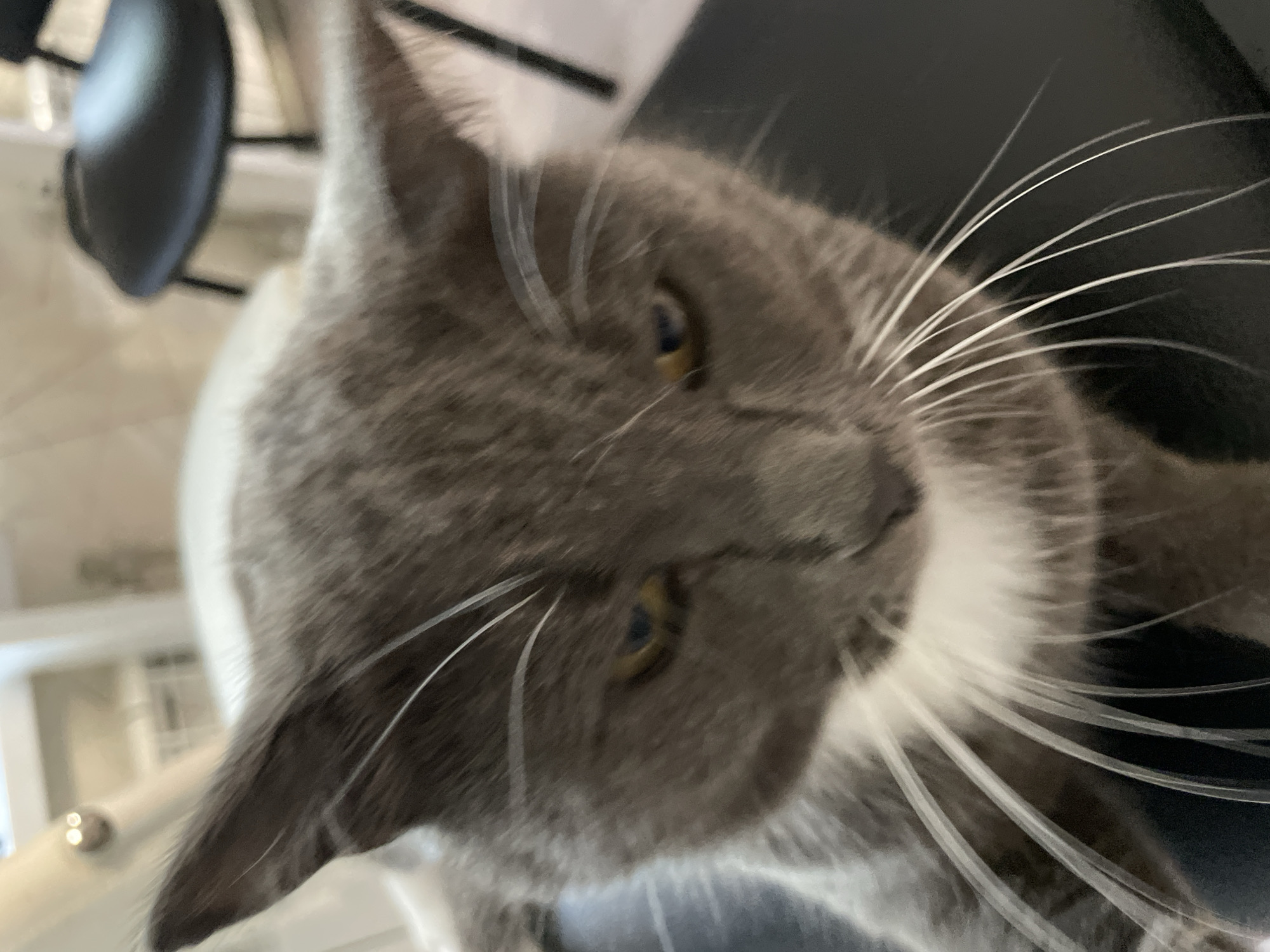 A close-up, slightly blurry shot shows a grey and white cat looking down from its perch on a dark surface, possibly a chair or couch. The cat's fur is short, and its eyes are partially closed, revealing a yellowish iris. White whiskers fan out from its muzzle. In the background, a black chair and a white shelving unit are visible. There is no discernible location in the city of Kumyon, Russia.