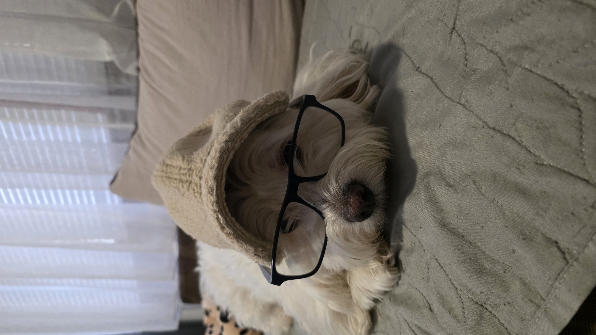 A small white dog, likely a Maltese or similar fluffy breed, is captured in a close-up, vertical shot within an indoor setting in Blagoevgrad, Bulgaria. The dog is comfortably resting on a textured, possibly quilted, gray-green blanket or sofa cover. It is adorned with a beige, knitted beanie or hood that covers the top of its head, and a pair of black-framed glasses rests on its snout and across its eyes, giving it a humorous, intellectual appearance. The dog's fluffy white fur surrounds the glasses and beanie.
In the background, a light beige cushion or pillow is partially visible. Further back and to the left, white horizontal window blinds are discernible, allowing diffused light into the room, suggesting it is daytime. The soft lighting indicates a relaxed, indoor atmosphere, possibly in a living room or bedroom. No specific activity beyond resting or posing is evident. There is no visible text in the image. The overall mood is playful and endearing.
