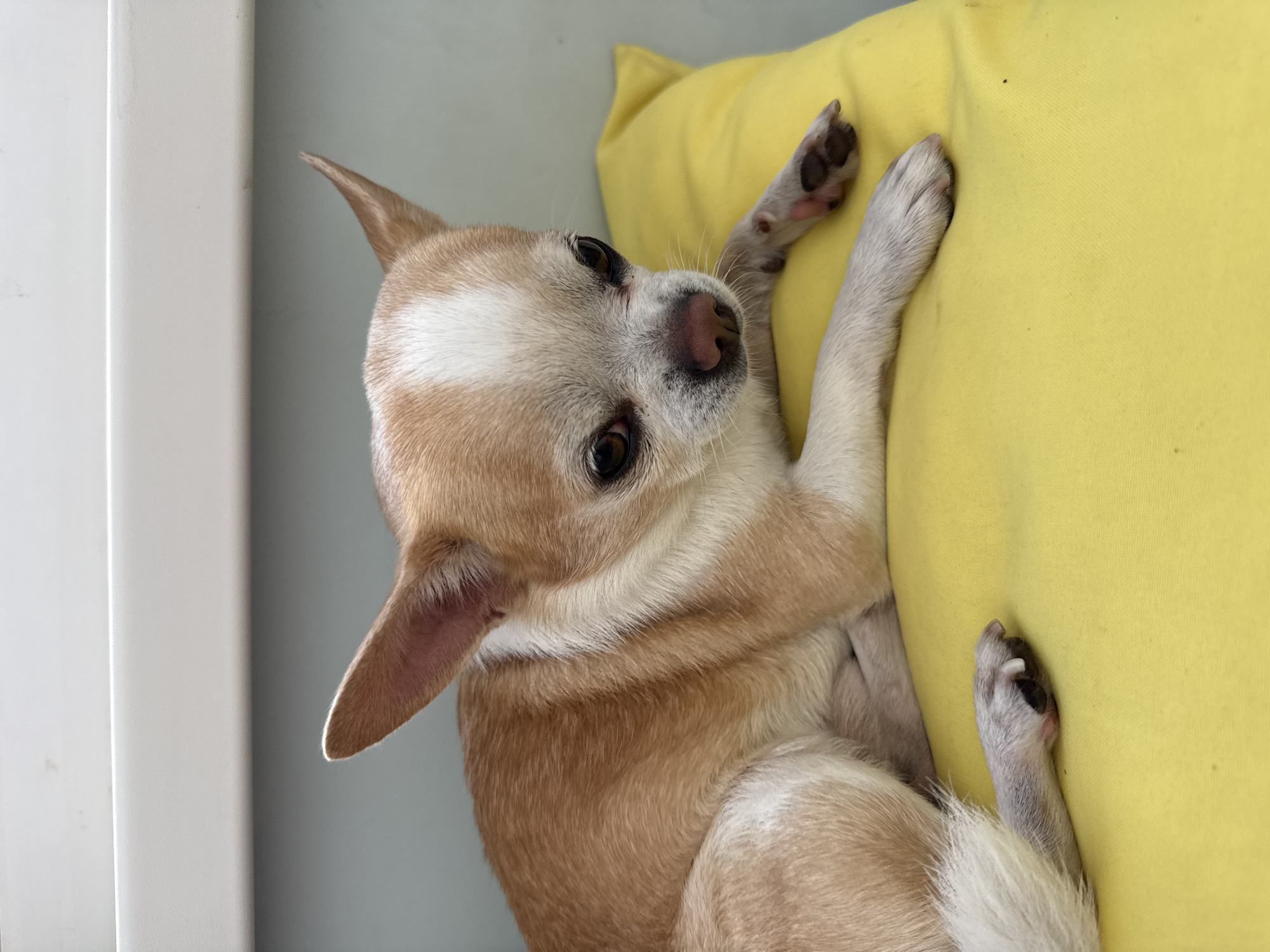 A small tan and white chihuahua rests on a yellow cushion. The dog is lying on its side with one foreleg extended on the cushion. The dog's head is turned toward the viewer, and it appears to be looking directly at the camera. The dog's paws are visible, and they have dark markings. The cushion is bright yellow and seems to be made of a soft material. The background includes a white wall. The exact location in Rostov-on-Don, Russia, cannot be determined from the image.