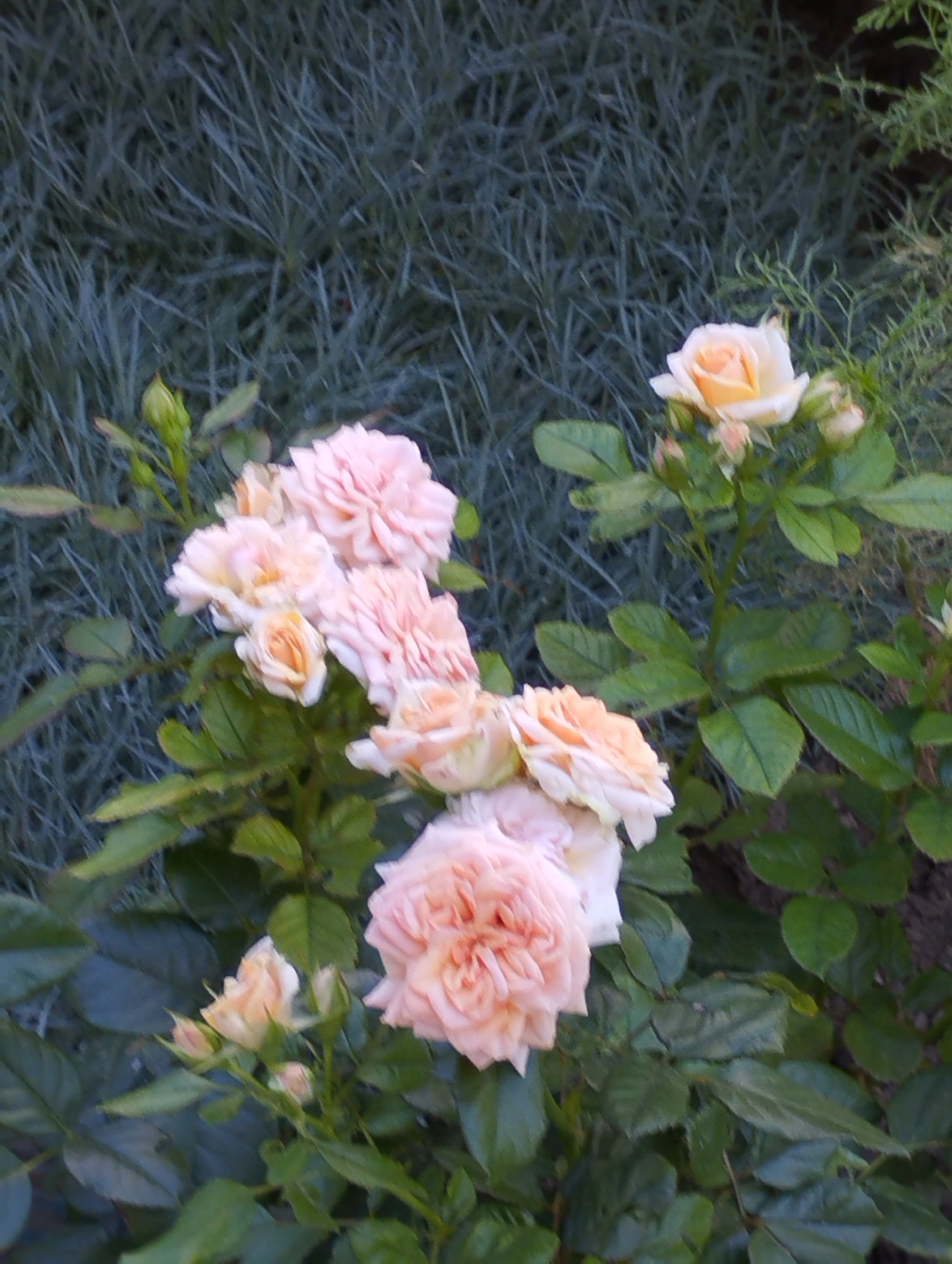 The image shows a close-up of a bush with several light pink and peach-colored roses and buds. The roses are in various stages of bloom, with some fully open and others still tightly closed. The background is out of focus and appears to be a dense, dark green plant, possibly grass or foliage. The lighting suggests it is daytime, with soft light illuminating the flowers. The scene is consistent with a garden or park setting. Without further context, the specific location within Chornomorsk, Ukraine, cannot be determined from the image alone.