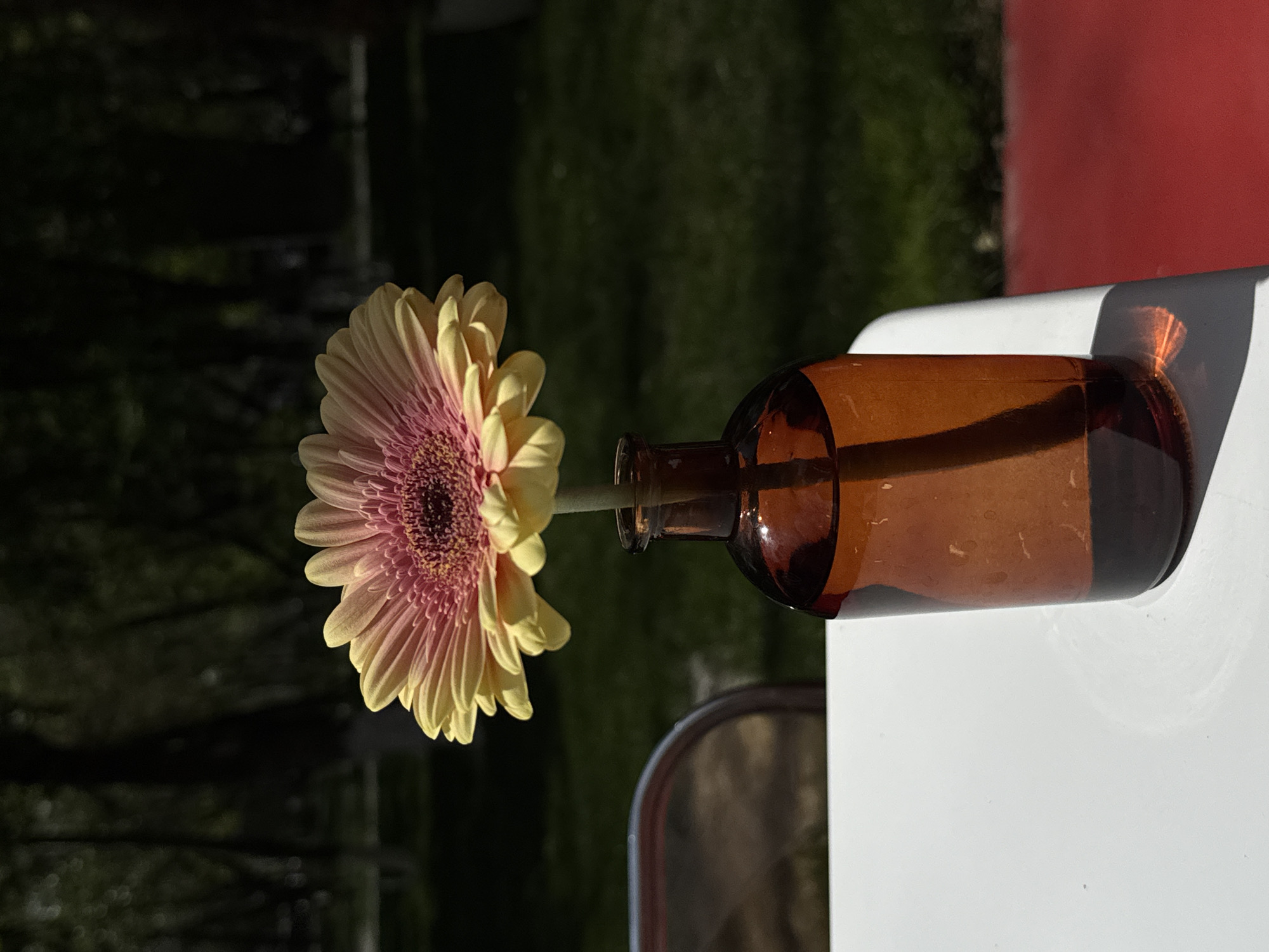 A single Gerbera daisy stands in an amber glass bottle on a white surface, illuminated by bright natural light. The flower, positioned on the left, features a vibrant pink center with a dark core, transitioning to soft yellow petals on its outer edges. Its stem extends into the brown bottle, which serves as a vase and appears to hold a clear liquid. The bottle itself casts a distinct shadow on the white surface below, indicating a strong light source.
The background is softly blurred, displaying lush green foliage on the left and center, suggesting an outdoor setting like a garden or patio. A prominent, blurry red object is visible in the upper right background. The strong highlights on the flower petals and the bottle, along with the crisp shadows, indicate a daytime scene, possibly during morning or late afternoon. No people or visible text are present in the image. The scene captures a moment of natural beauty and simplicity, set in Yerevan, Armenia.