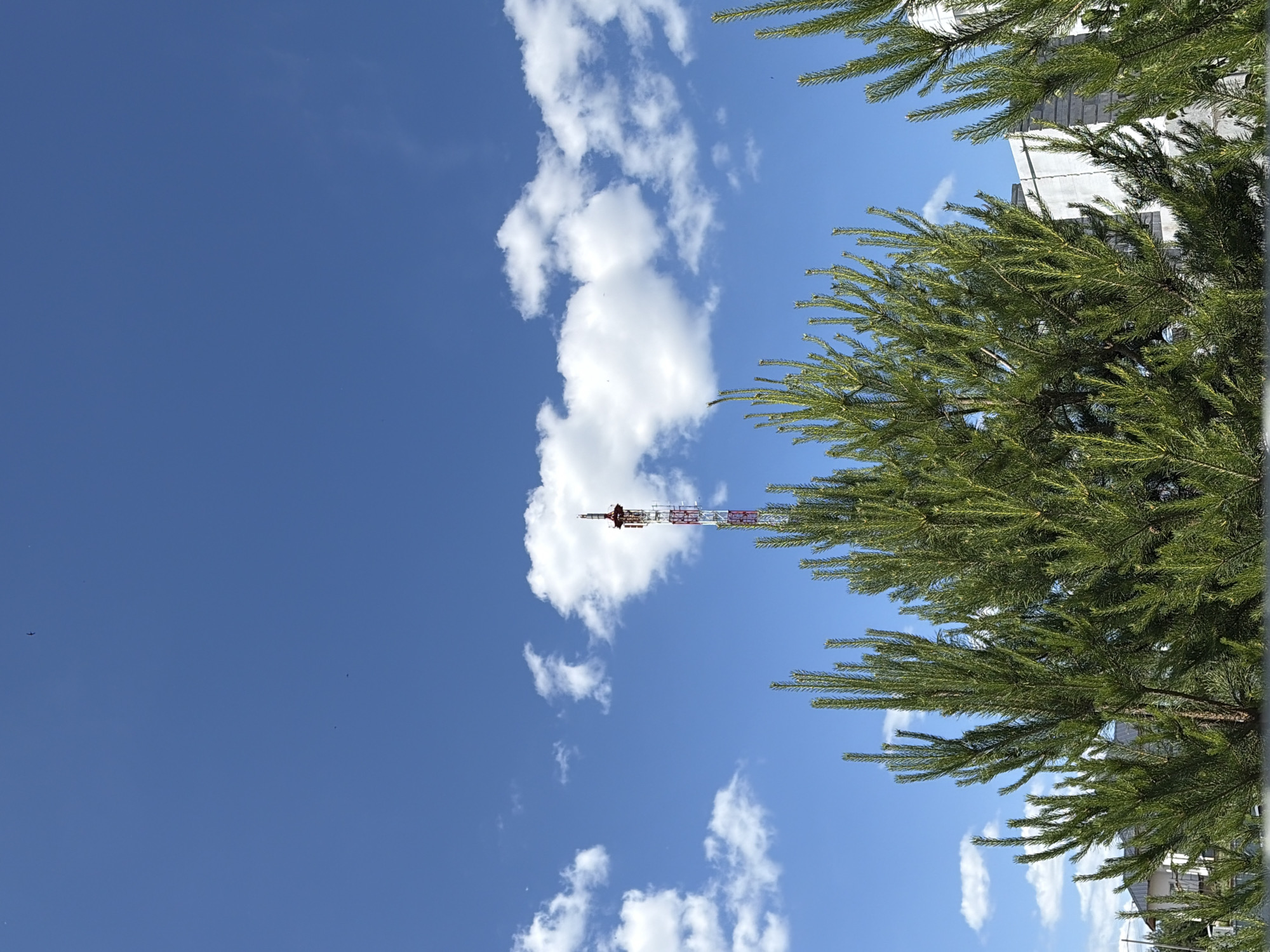 This image presents a communication tower rising above a foreground of pine trees under a blue sky with scattered white clouds, situated in Chaikovsky, Russia. The lower half of the frame is dominated by dense, vibrant green pine foliage, characterized by long, upward-pointing needles. Centered in the midground, a tall communication tower displays alternating red and white sections, topped with a complex array of antennas and transmitting equipment. The upper portion of the image reveals a clear, bright blue sky populated by numerous distinct white cumulus clouds of varying sizes. Fragments of light-colored buildings are visible through the trees on the left and right sides of the lower background. Small, dark specks are present in the expanse of the blue sky.