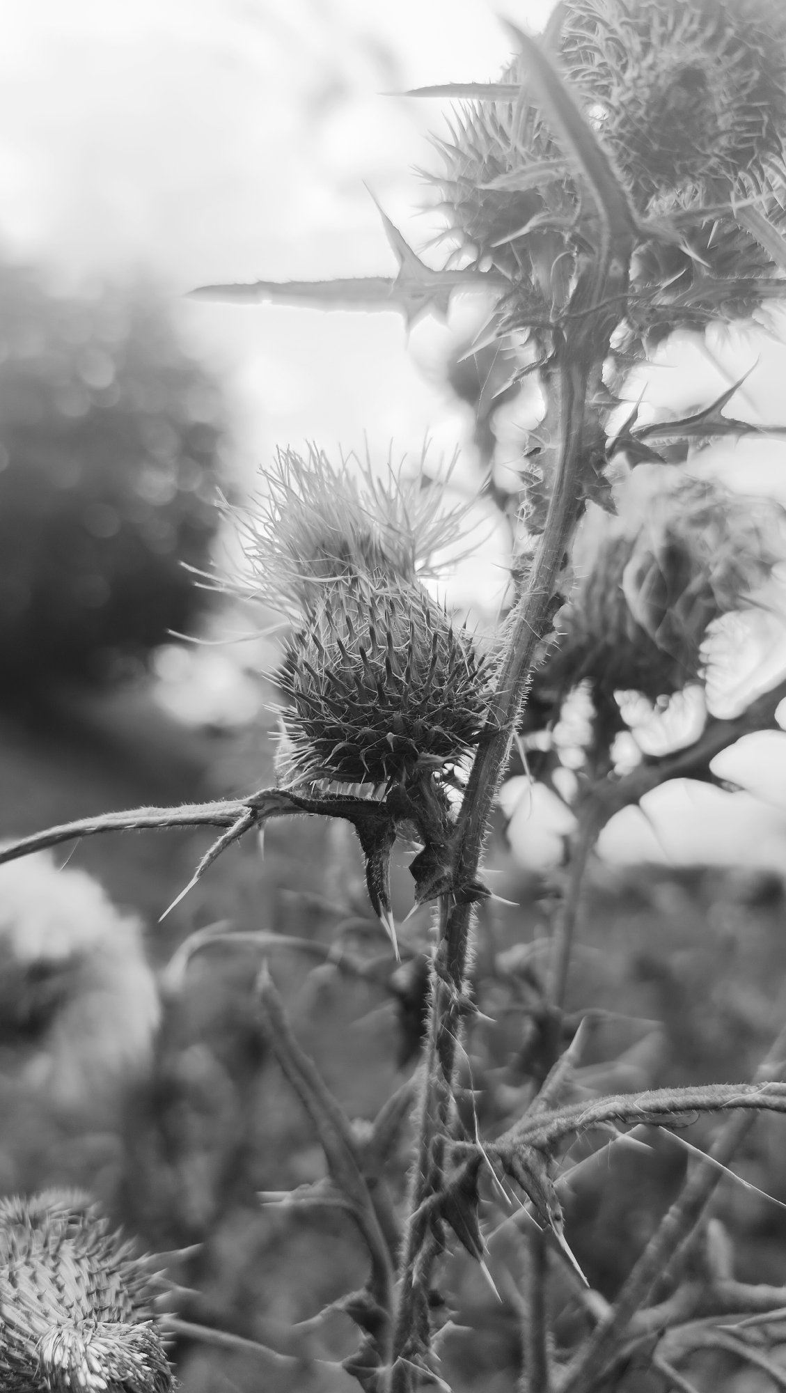This is a black and white, close-up, macro photograph of a thistle plant. The focus is on a prominent thistle bud in the center of the frame, with its sharp, spiky bracts clearly defined. The stem of the plant is also visible, covered in fine hairs and sharp spines. The background is blurred, creating a bokeh effect with soft circles of light and shadow, suggesting an outdoor, possibly natural or garden setting. There are other thistle buds and parts of the plant visible in the out-of-focus background. The lighting appears to be natural, possibly from an overcast sky or dappled sunlight, which contributes to the high-contrast, monochromatic aesthetic. There are no people or animals present in the image. The location of Karsha, Russia, is not visually represented in the image.