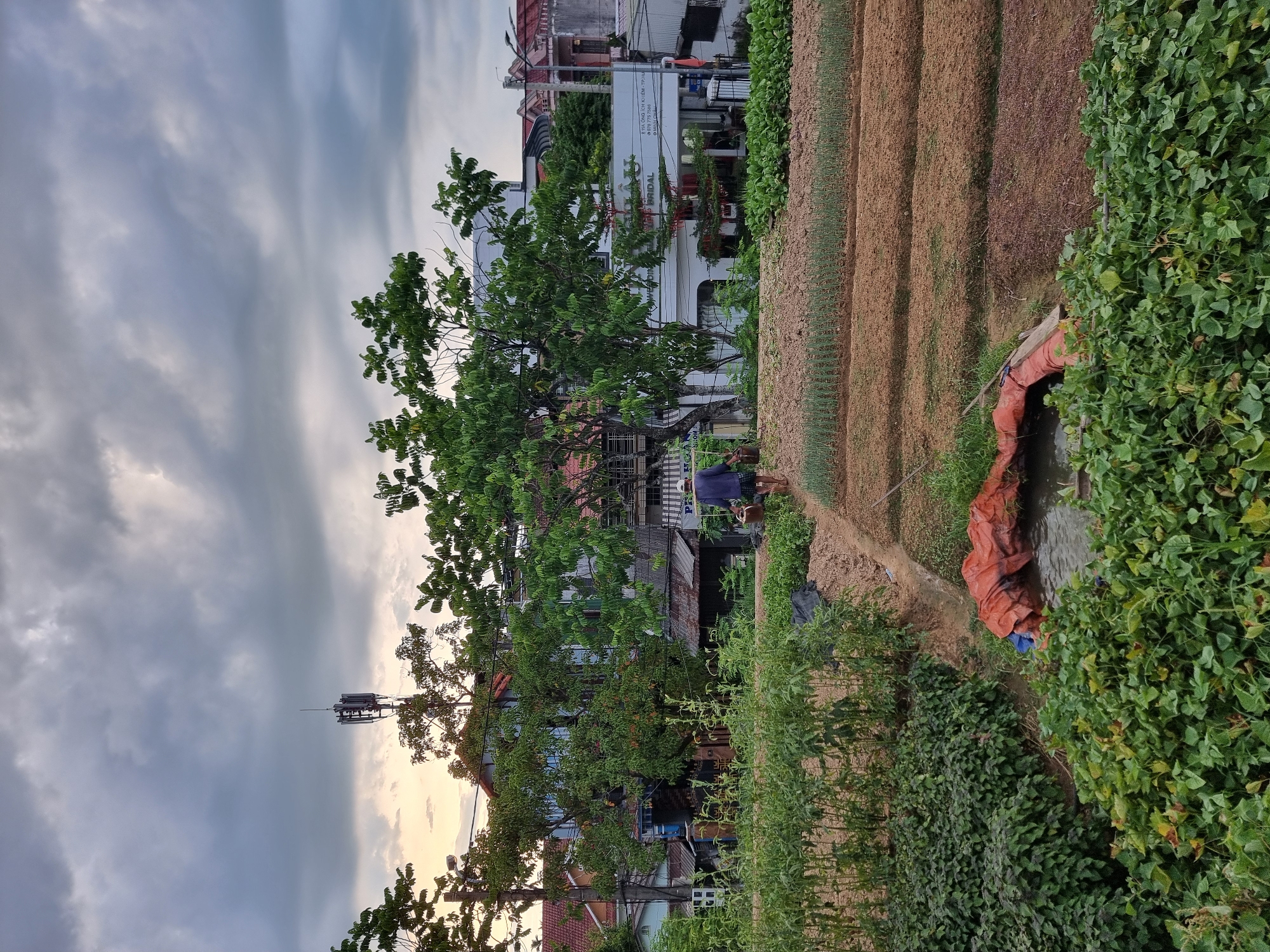 An overcast sky looms over a rural landscape in Phú Xuân Ward, Vietnam. In the foreground, lush green vegetation borders a muddy irrigation ditch. A small pool of water within the ditch is covered by a bright orange tarp, with a blue object partially visible underneath. Further back, a person wearing a hat and dark clothing walks along a dirt path that winds through cultivated fields. The fields are arranged in neat rows, with some appearing to be planted with young green crops and others with tilled earth. In the background, a cluster of buildings with red-tiled roofs and white facades are nestled amongst mature trees. A prominent cell tower stands tall above the buildings, equipped with multiple antennas. The overall scene depicts a blend of agricultural activity and residential development under a dramatic sky.