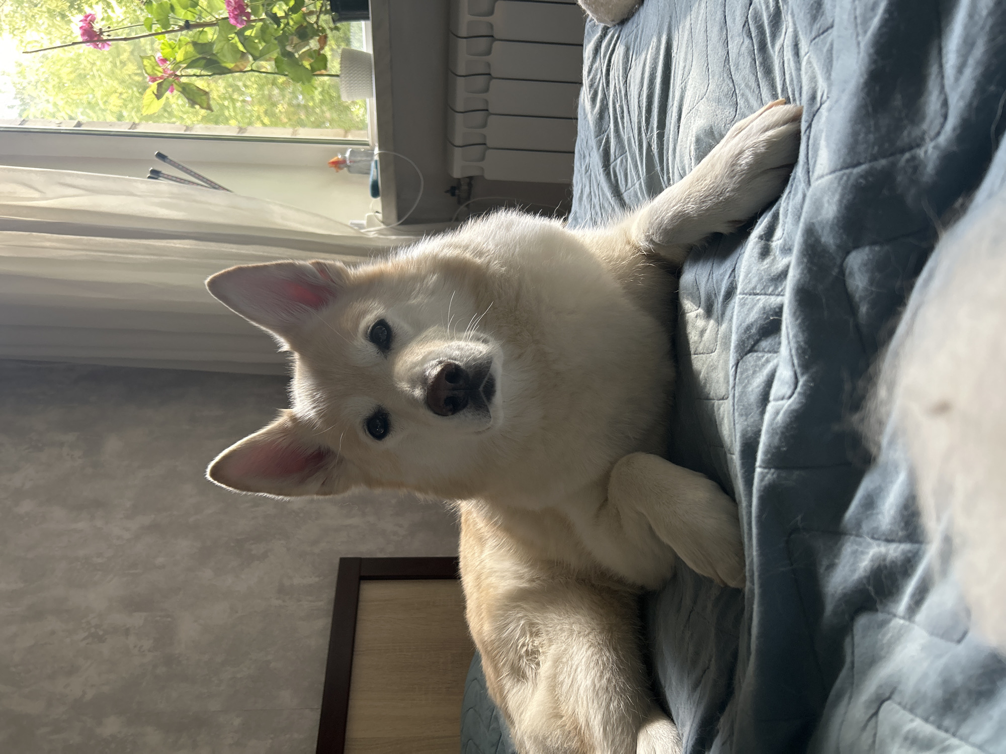 A cream-colored dog with pointed ears and dark eyes is lying on a blue, quilted blanket. The dog is positioned on its back, with its head tilted towards the camera, looking directly at the viewer. Its paws are visible, one resting on the blanket. Sunlight streams in from a window to the left, illuminating the scene and casting shadows on the blanket. Through the window, green foliage and pink flowers are visible, suggesting an outdoor scene or plants near the window. A radiator is mounted on the wall behind the dog, and a roller blind is partially visible. The room has a neutral-toned wall and a wooden framed object is partially visible in the bottom left. The overall impression is a relaxed, domestic setting, possibly a bedroom or living room, bathed in natural light. The time of day appears to be daytime, given the bright sunlight.