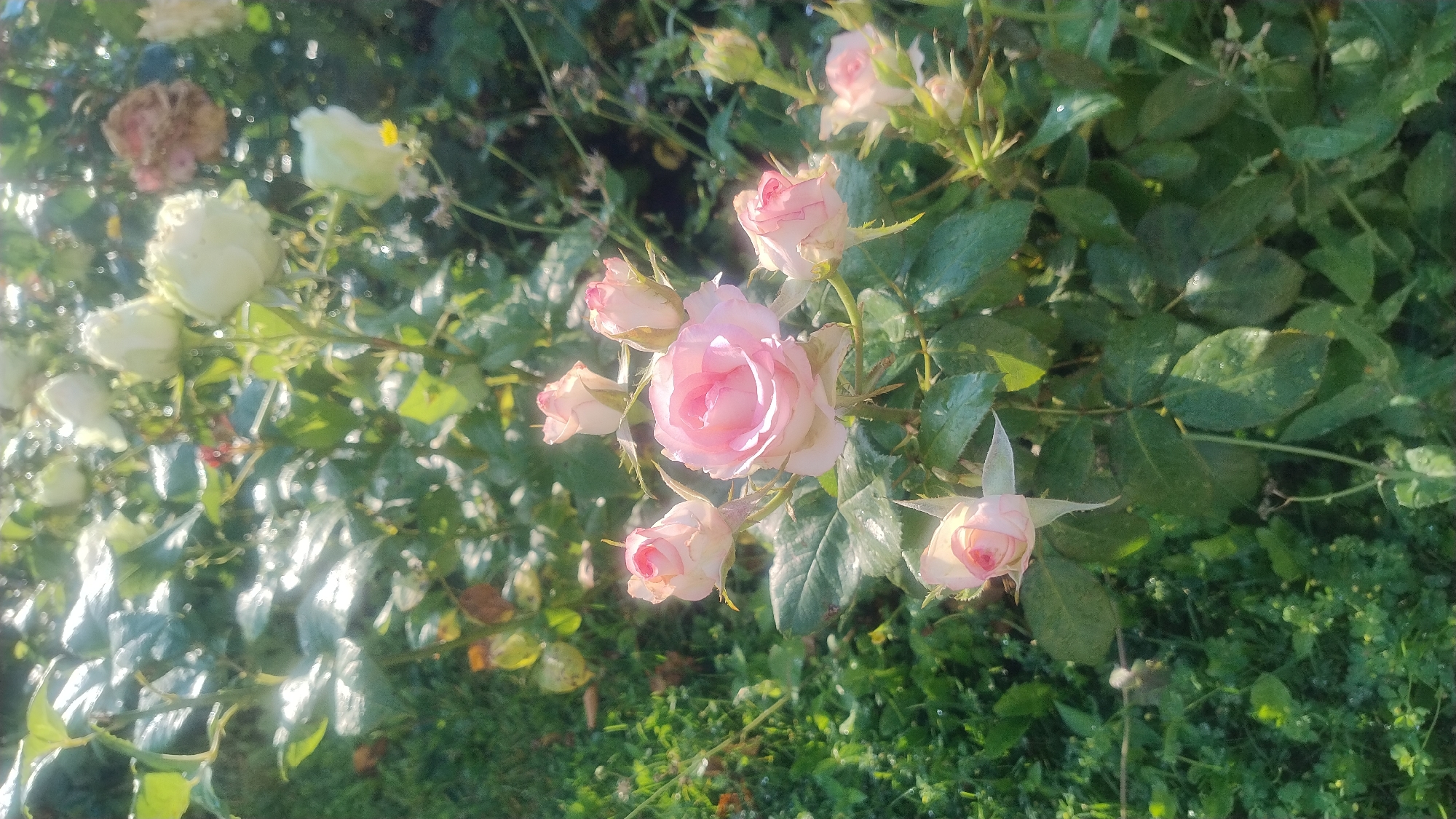 A close-up, vertical shot captures a cluster of soft pink roses, illuminated by dappled sunlight filtering through lush green foliage. The roses vary in bloom, with one fully open blossom at the center, its delicate petals tinged with a deeper pink. Surrounding it are several buds, some partially unfurled, showcasing hints of the same rosy hue. The leaves are a vibrant green, some appearing slightly damp, reflecting the sunlight with a subtle sheen. In the background, out-of-focus white and pale pink roses, along with the darker shades of more distant foliage, create a soft bokeh effect. The scene is set in a garden, with the rich greens of grass and undergrowth visible in the lower left portion of the frame. The lighting suggests it is daytime, possibly morning or late afternoon, given the warm, gentle quality of the light.