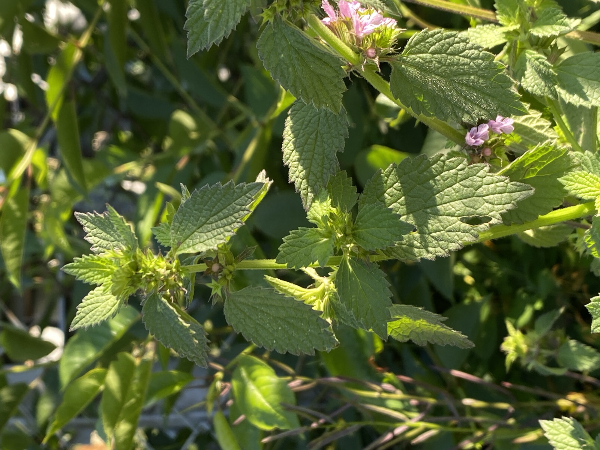 The image shows a close-up view of green plants with serrated leaves and small pink flowers. The plants are lush and appear to be growing in an outdoor setting, possibly a garden or a natural environment. The sunlight filters through the leaves, creating dappled shadows and highlighting the textured surfaces of the foliage. There are several clusters of leaves and some blooming flowers visible. The overall impression is one of vibrant plant life in natural light. No people, text, or specific events are depicted. The time of day appears to be daytime, given the sunlight.