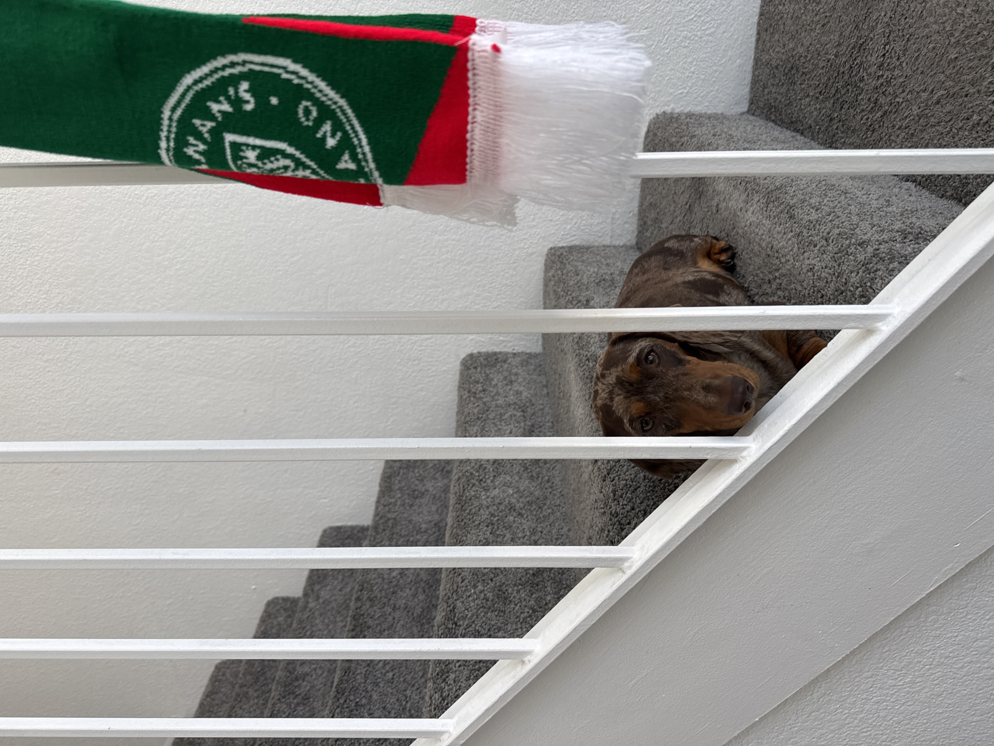 An indoor shot on a staircase features a dappled brown dachshund lying on the gray carpeted steps. The dog's face is visible between white balusters of the stair railing. A green, red, and white scarf with tassels hangs from the railing to the right of the dog. The background wall is textured and white. No location in San Diego is apparent.