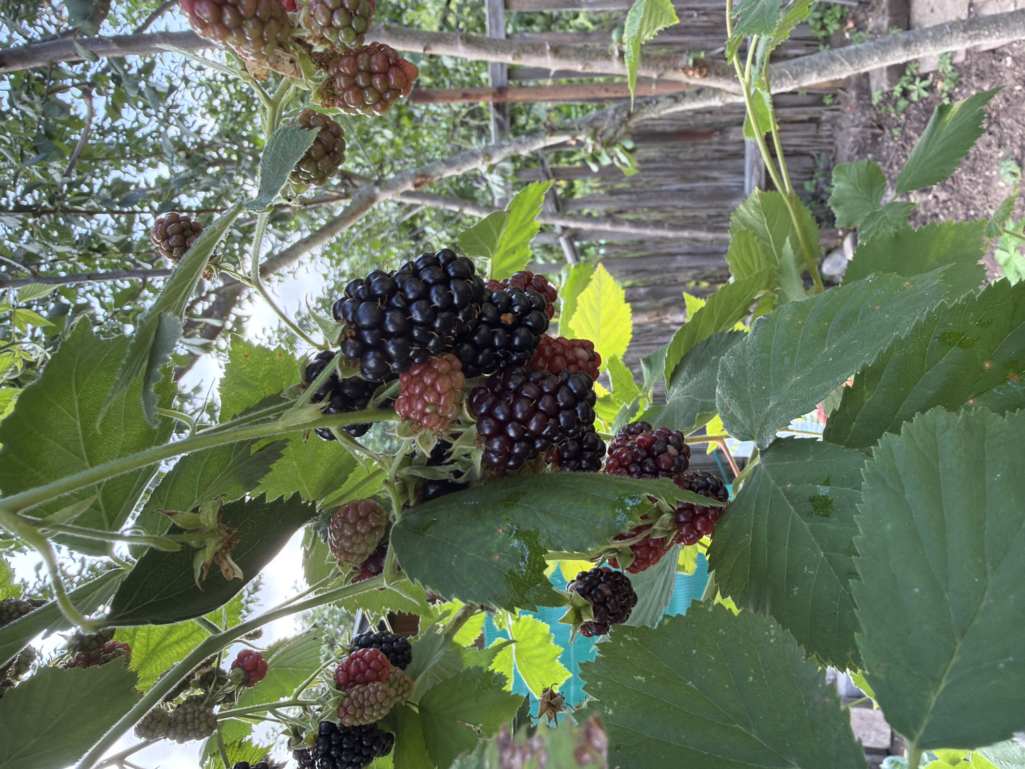 The image depicts a close-up view of a blackberry bush laden with ripe and unripe berries. The berries range in color from deep black to reddish-purple and green. Several large, green leaves with serrated edges are visible, some showing water droplets. The bush is growing outdoors, with a wooden fence and trees in the background. The lighting suggests it is daytime, possibly late afternoon, with sunlight filtering through the leaves. There is no indication of the specific location within Bayreuth, Germany, or any people present.