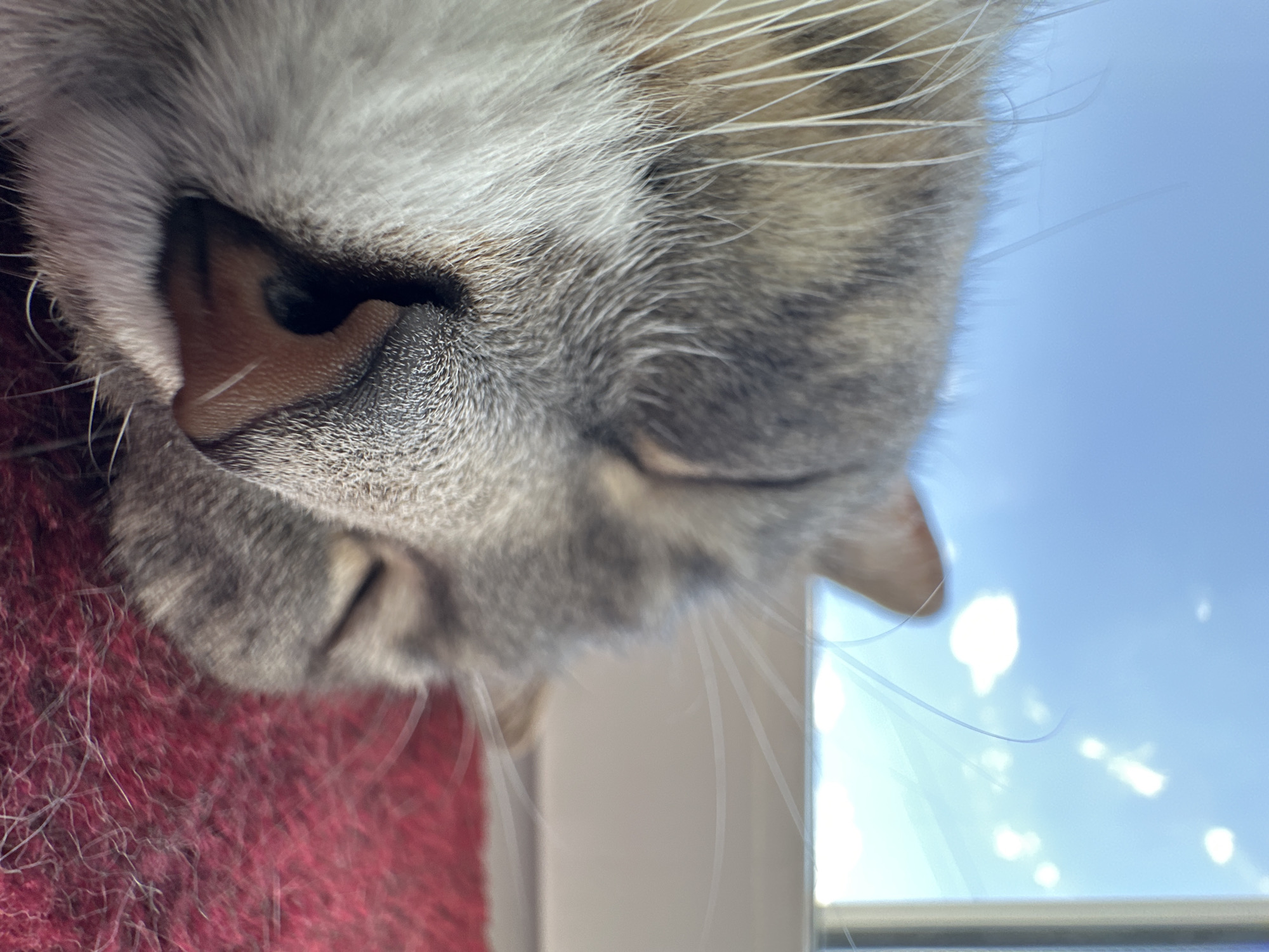 The image shows an extreme close-up of a cat's face. The cat is facing downwards, with its nose and part of its eye visible. Its fur is a mix of gray and brown tabby stripes. The cat's nose is a soft pinkish-brown color with visible texture. A few long, white whiskers extend from its muzzle.
To the left of the cat's face, a textured, dark red surface is visible, possibly a blanket or cushion. To the right, a bright blue sky with soft, white clouds is seen, suggesting the cat is near a window. The lighting indicates it is daytime, and the bright sky implies fair weather. The focus is sharpest on the cat's nose and fur, with the background elements slightly blurred. The overall impression is one of a relaxed or sleeping animal in a comfortable indoor setting with a view of the outdoors. There is no visible text in the image.