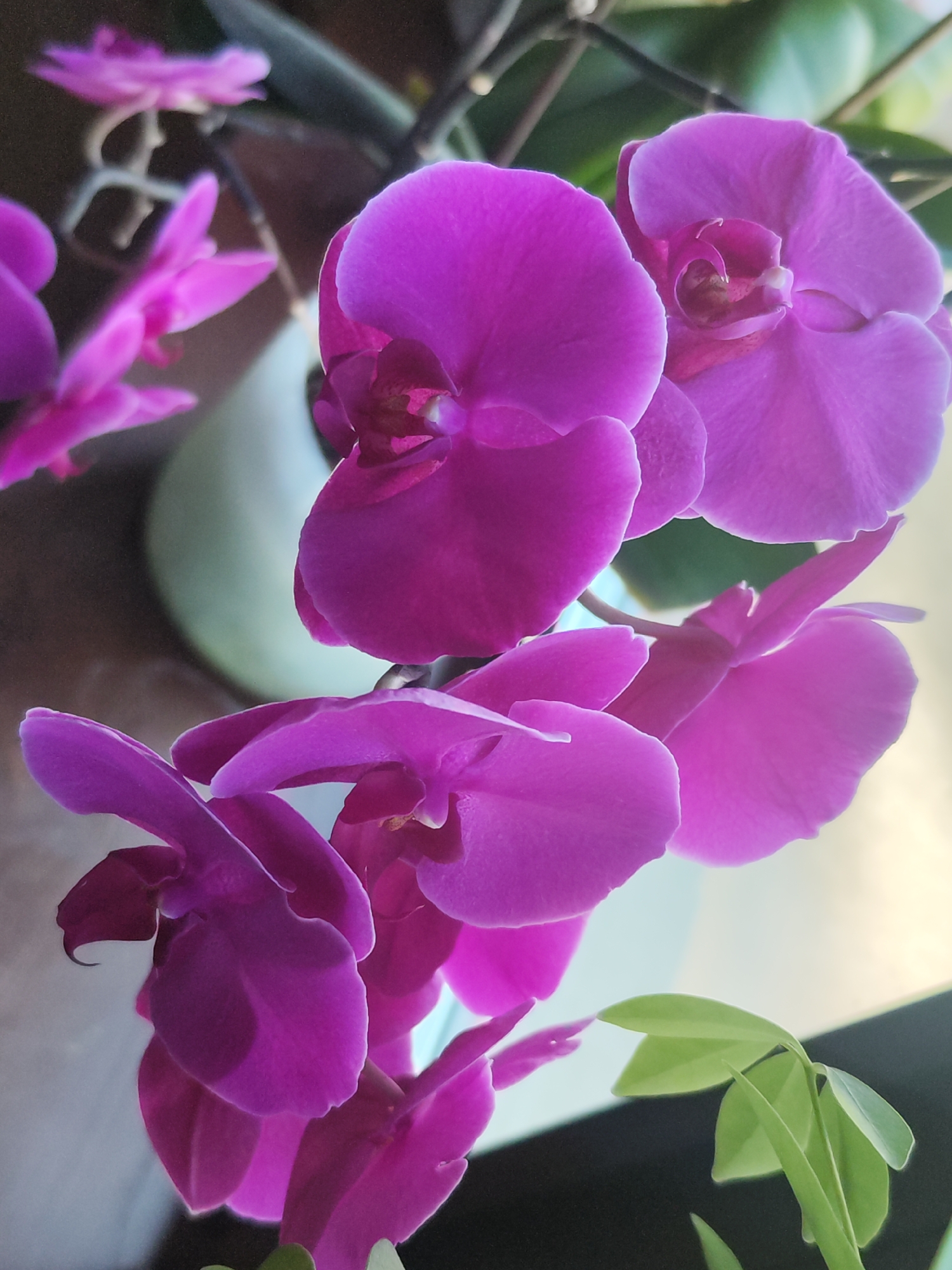 The image is a close-up photograph of several vibrant purple orchids in bloom. The flowers have large, delicate petals and are arranged on stems. In the background, there are blurred green leaves and a light-colored object, possibly a pot or vase. The lighting suggests the photograph was taken indoors, likely in a domestic setting. The image does not contain any recognizable landmarks or elements that would indicate a specific location within Chaikovsky, Russia.