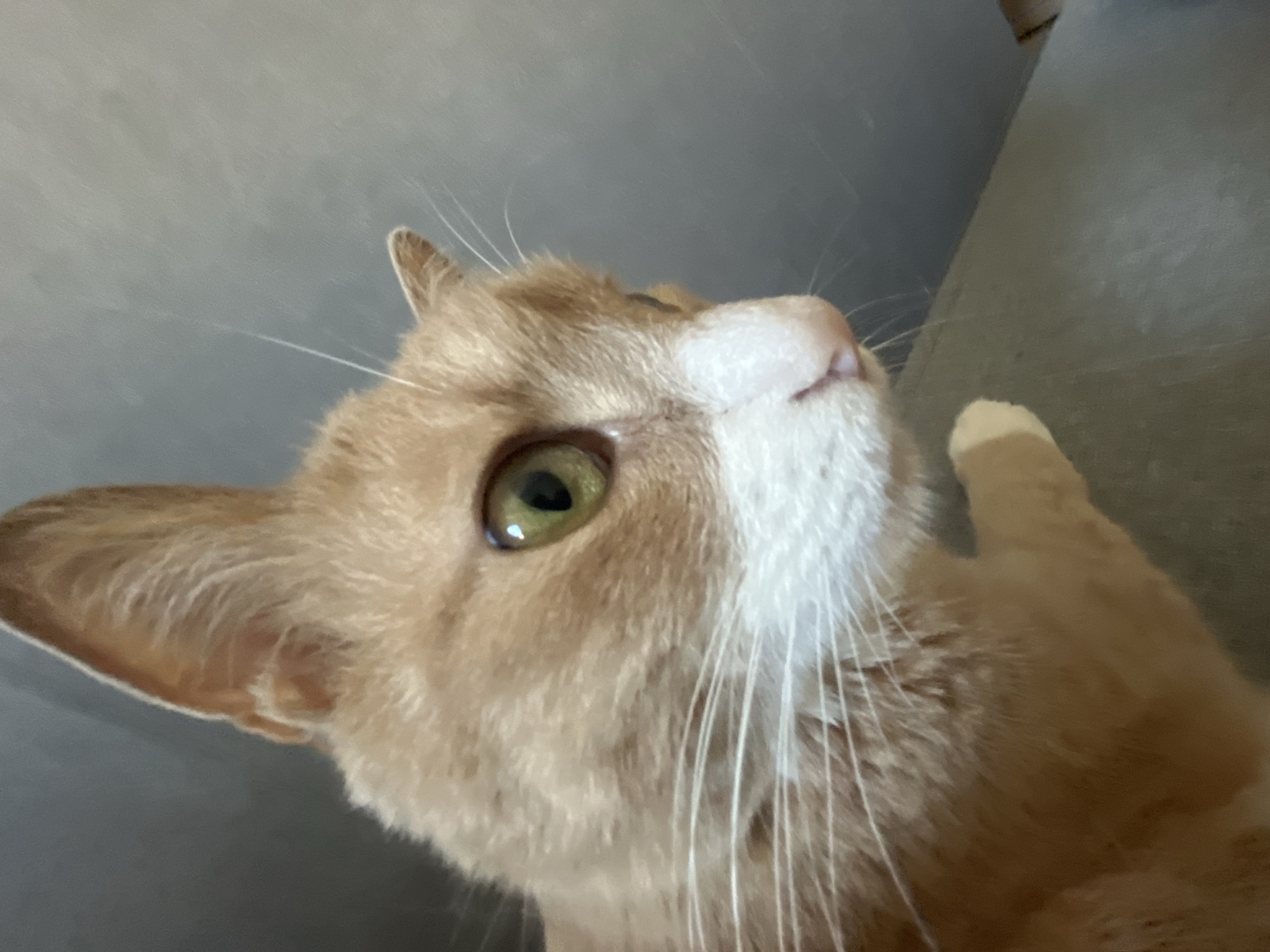 A close-up shot of an orange and white cat's face is captured against a plain gray background. The cat's fur is a mix of warm orange and white, with the white fur concentrated around its muzzle and chest. Its eyes are a striking green, with visible pupils and reflections of light. The cat's ears are prominent, one facing upwards and the other slightly tilted. Its whiskers are long and white, fanning out from its muzzle. The cat's nose is pink and appears wet. The background is a soft, muted gray, with a slight gradient that suggests lighting from above. The image is sharply focused on the cat's face, with its body and the immediate surroundings slightly blurred. There are no people or other animals visible in the frame. The setting does not provide any specific clues to its location in Yekaterinburg, Russia.