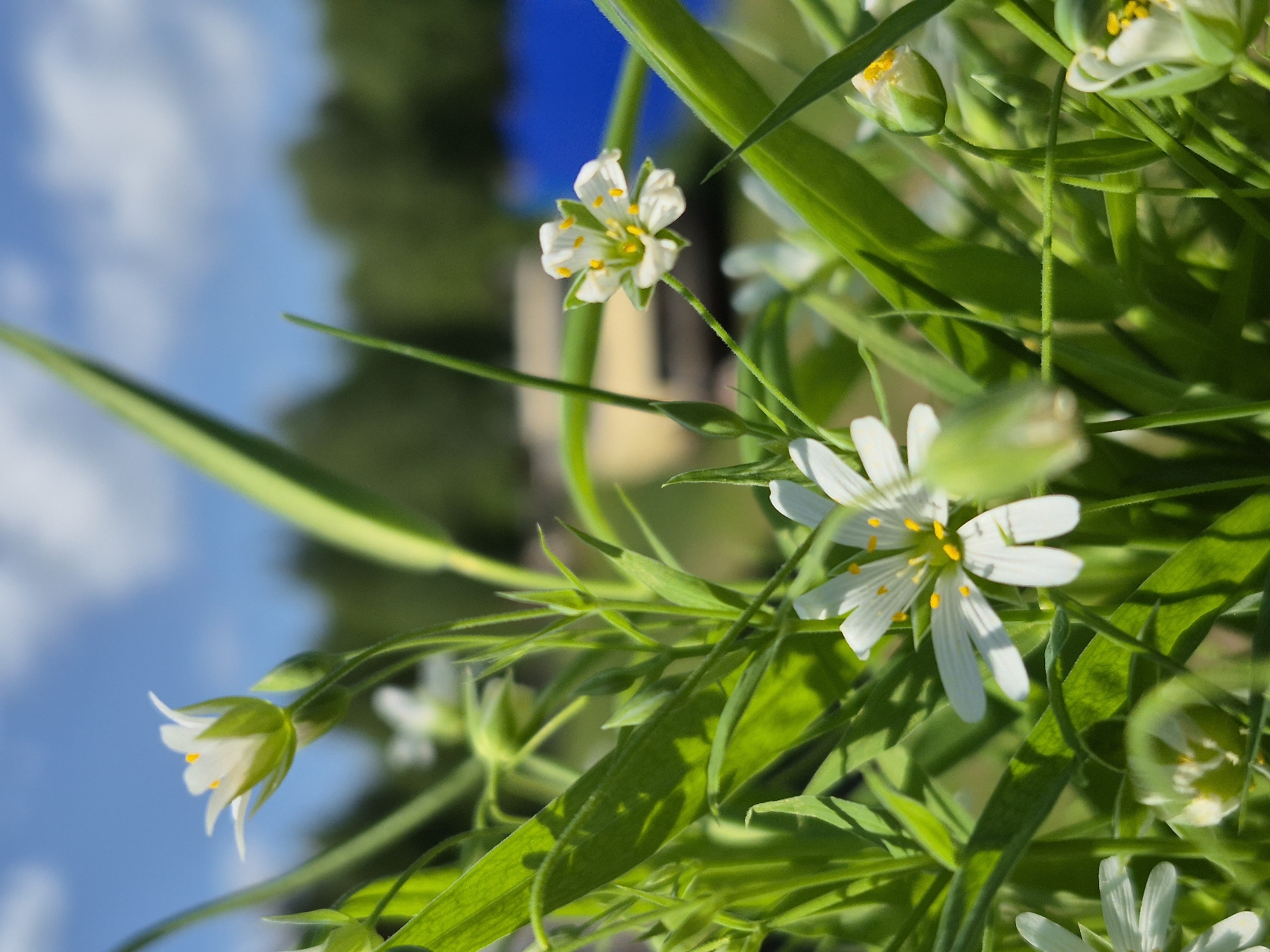 The image shows a close-up of a patch of flowering plants, possibly in a natural setting within the city of Дойная, Russia. The plants feature small, white flowers with yellow centers, interspersed with thin, green leaves. Some flowers are in bloom, while others are still buds. The background is slightly blurred, showing hints of blue sky and possibly some greenery, suggesting an outdoor location. The image appears to be taken during the daytime, with ample sunlight illuminating the plants.