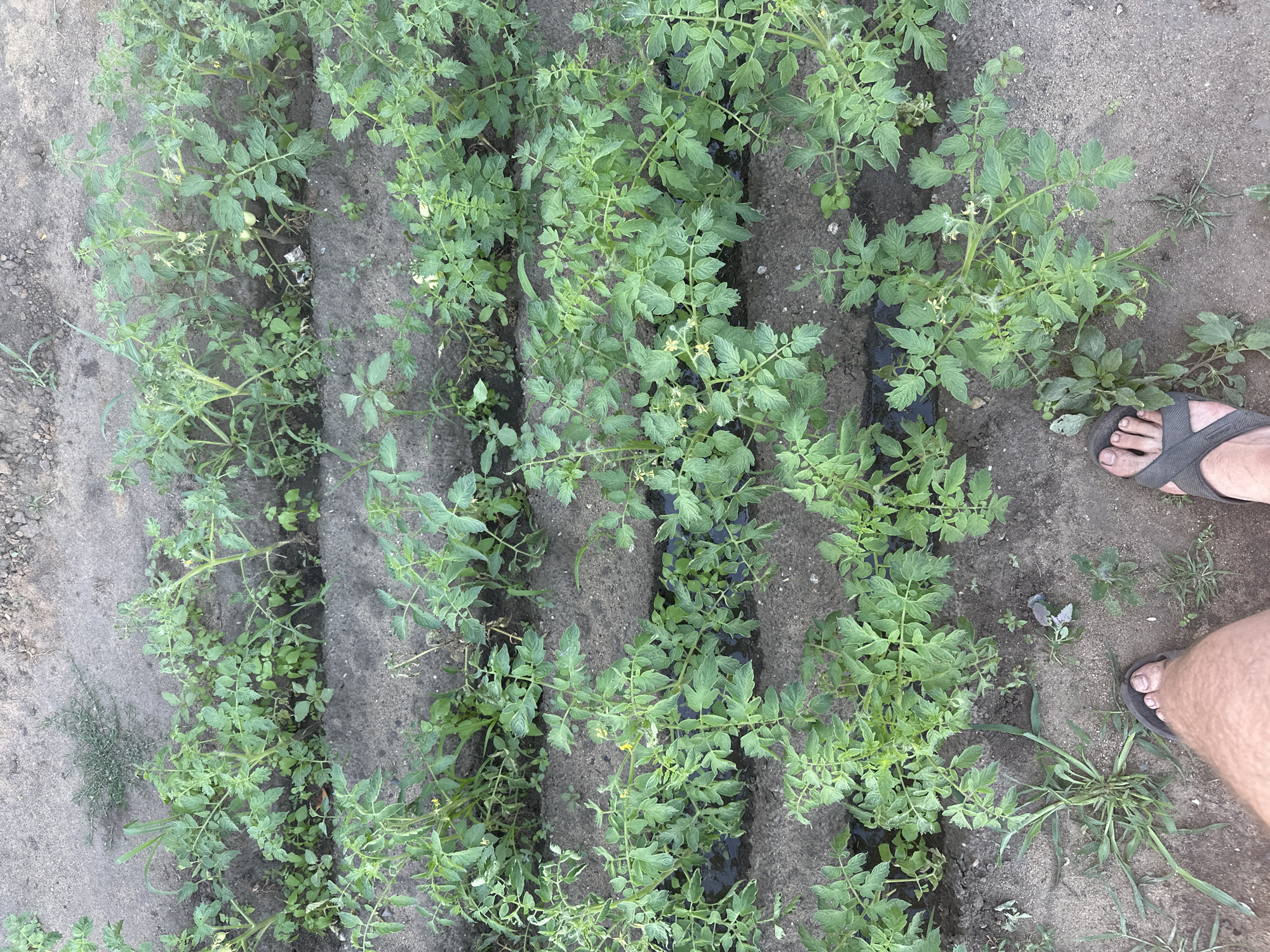 The image shows a garden with rows of young tomato plants, some of which have begun to flower and bear small, green fruit. The plants are lush and green, indicating good growing conditions. The soil appears to be dark and loamy, with some mulch laid between the rows. A person's feet, wearing sandals, are visible in the lower right corner of the frame, suggesting the image was taken from a standing or kneeling position. The scene is outdoors, and the lighting suggests it is daytime, likely during warm weather. There are no visible text elements in the image. The setting appears to be a domestic garden or a small-scale agricultural plot in Tobyl, Kazakhstan. The overall impression is one of growth and cultivation, with a focus on the developing tomato plants.