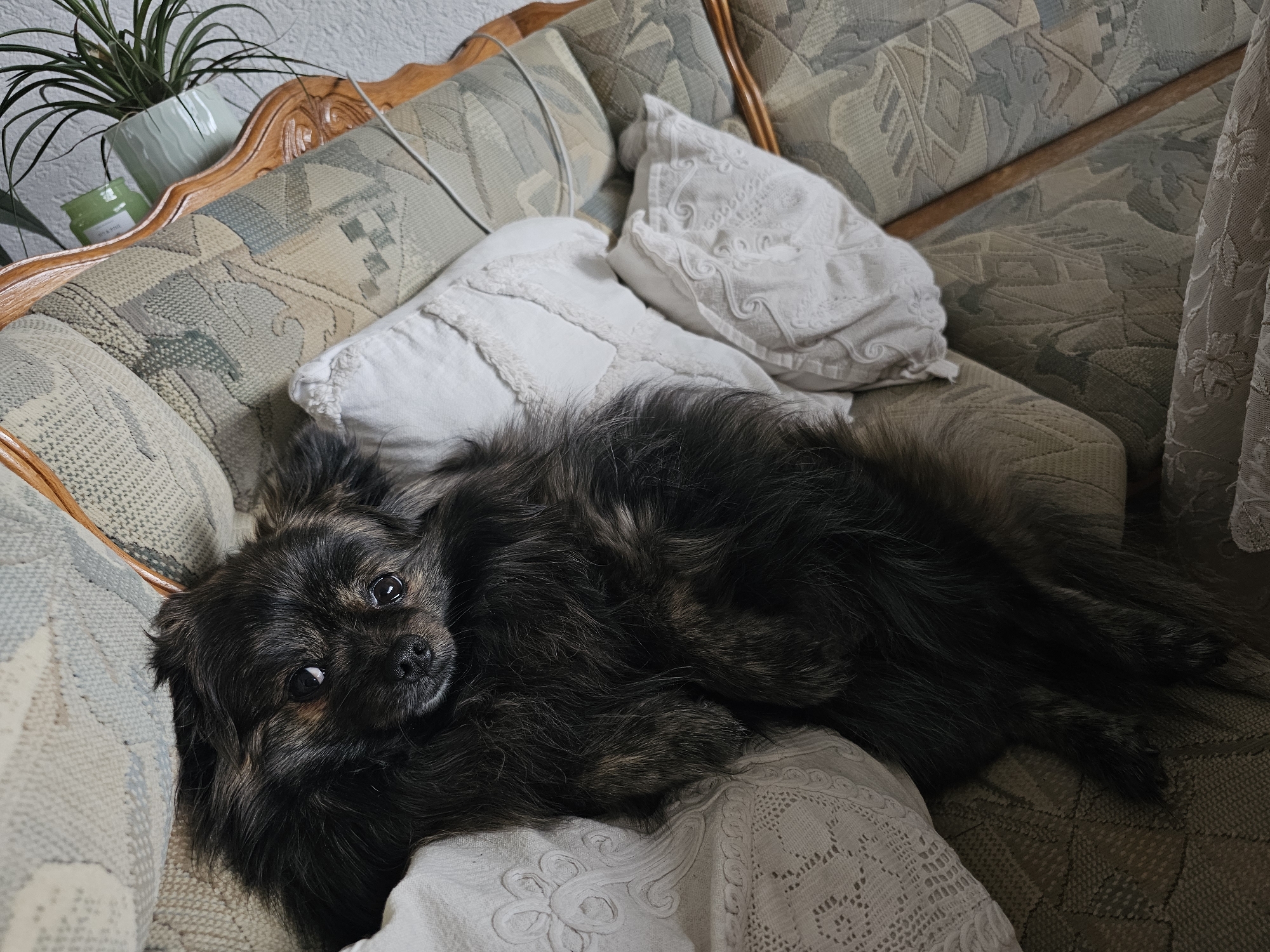 A medium-sized, long-haired, dark brown and black dog is resting on a patterned couch with white pillows. A plant is visible in the upper left corner, sitting on the couch's armrest. A curtain is visible on the right side of the frame. No information is provided that connects the location to Krasnovo, Bulgaria.