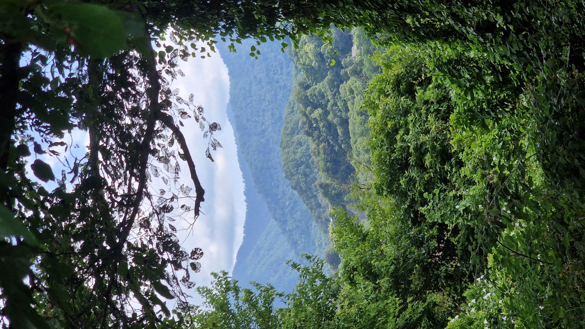 The image depicts a dense, verdant forest landscape viewed through a natural archway formed by tree branches and foliage. In the foreground, a thick canopy of leaves and branches obscures the view of the sky, with sunlight filtering through the gaps. Beyond this foliage, a series of rolling, forested mountains recede into the distance. The mountains are covered in lush green trees, with layers of peaks fading into a hazy, blue sky. The overall impression is one of a remote, natural environment, characteristic of the mountainous regions surrounding Verkhovskoye, Russia, known for its extensive forests and natural beauty. There are no people or animals visible in the image.