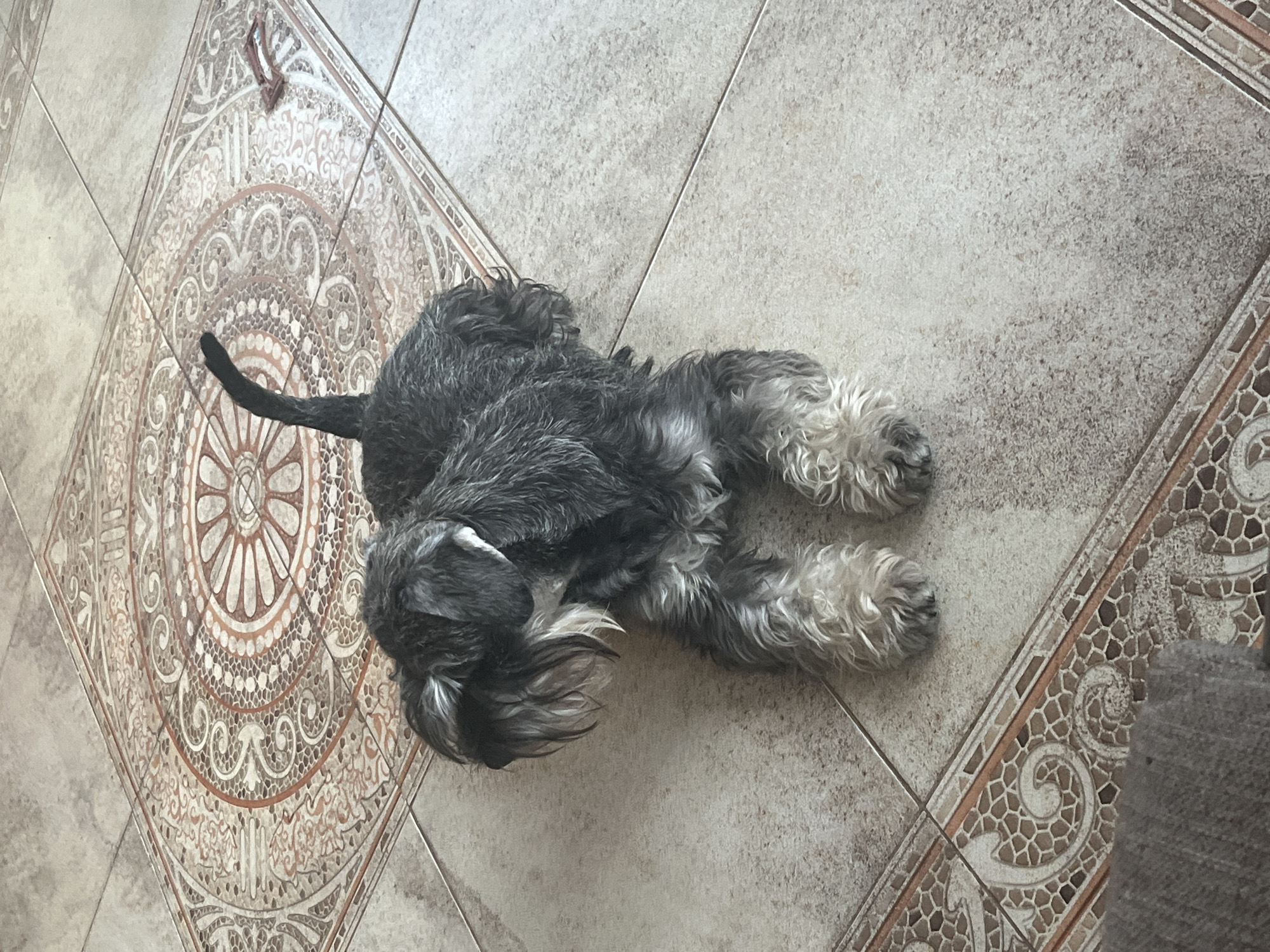 A miniature schnauzer with a black and grey coat is lying on a tiled floor. The dog is facing to the left, with its head down. The tiles are light beige with decorative borders. The scene is indoors.