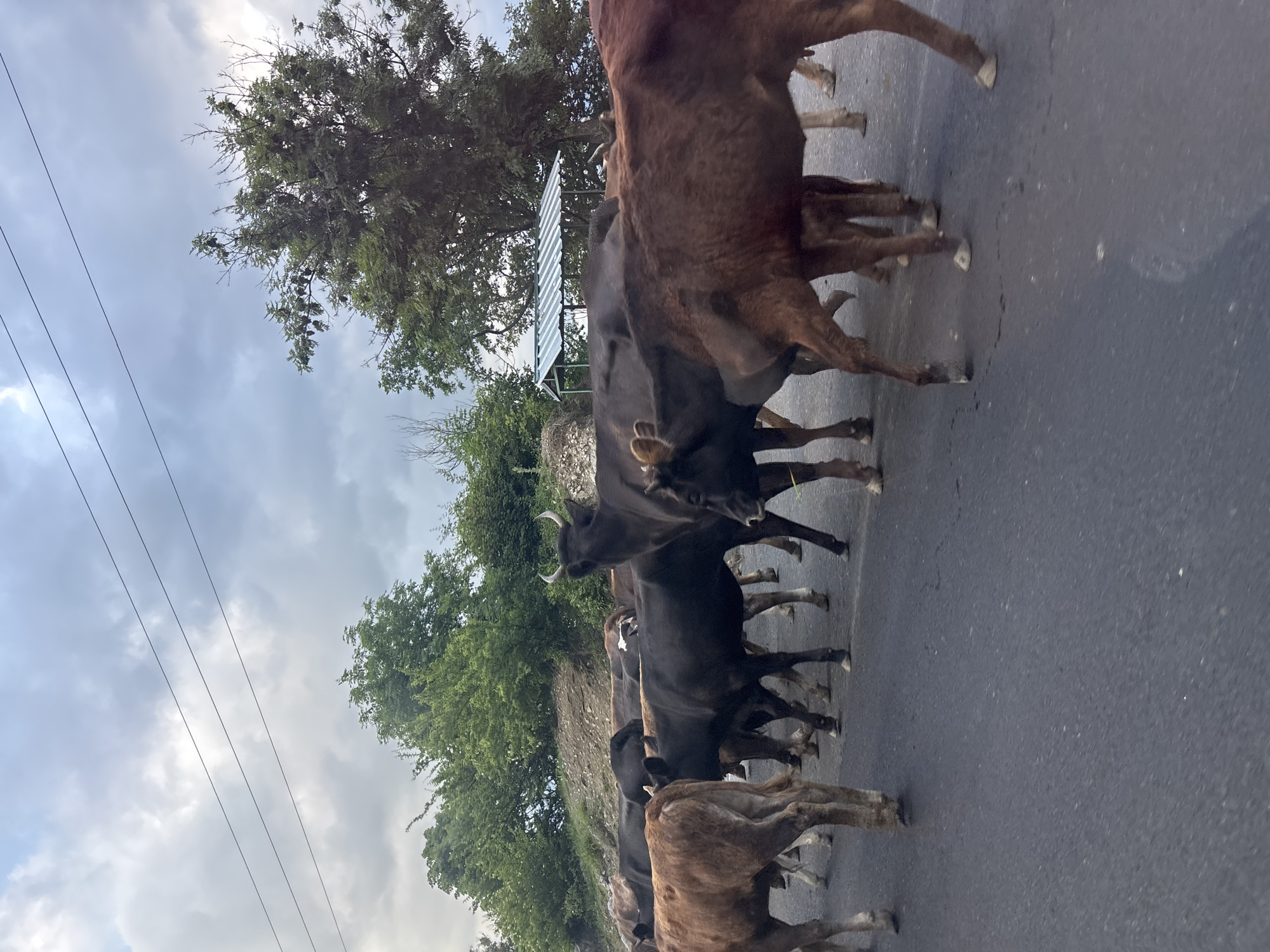 A herd of cattle is crossing a paved road in Aranisi, Georgia. The cows are of various brown and black colors, and some are calves. They are walking from left to right across the frame. The road is asphalt, and there are trees and green foliage on either side. The sky is overcast with gray clouds. There is a small, open-sided structure with a metal roof in the background, possibly a bus stop or shelter. No people are visible in the image. The overall scene depicts a rural roadside in Georgia.