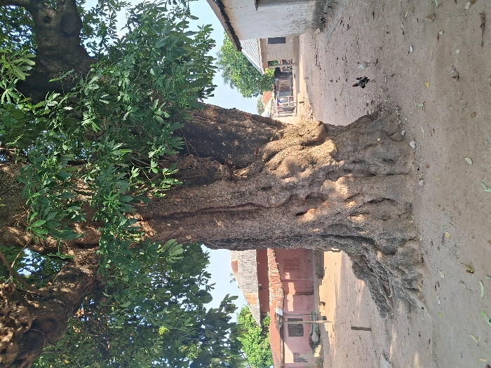 The image portrays an outdoor scene in Takum, Nigeria, dominated by a large, mature tree with a thick, gnarled trunk and exposed surface roots. The tree's canopy features dense green foliage against a clear, light blue sky. The ground consists of light brown, sandy soil with scattered dry leaves. To the left of the tree's base, a small wooden stake is partially embedded in the soil. To the right, two chickens, one darker with mixed plumage and one lighter, are present on the ground. In the left background, two single-story structures with faded red walls and reddish corrugated metal roofs are visible. In the right background, a single-story building with light-colored walls and a darker roof is present. No human subjects are visible.