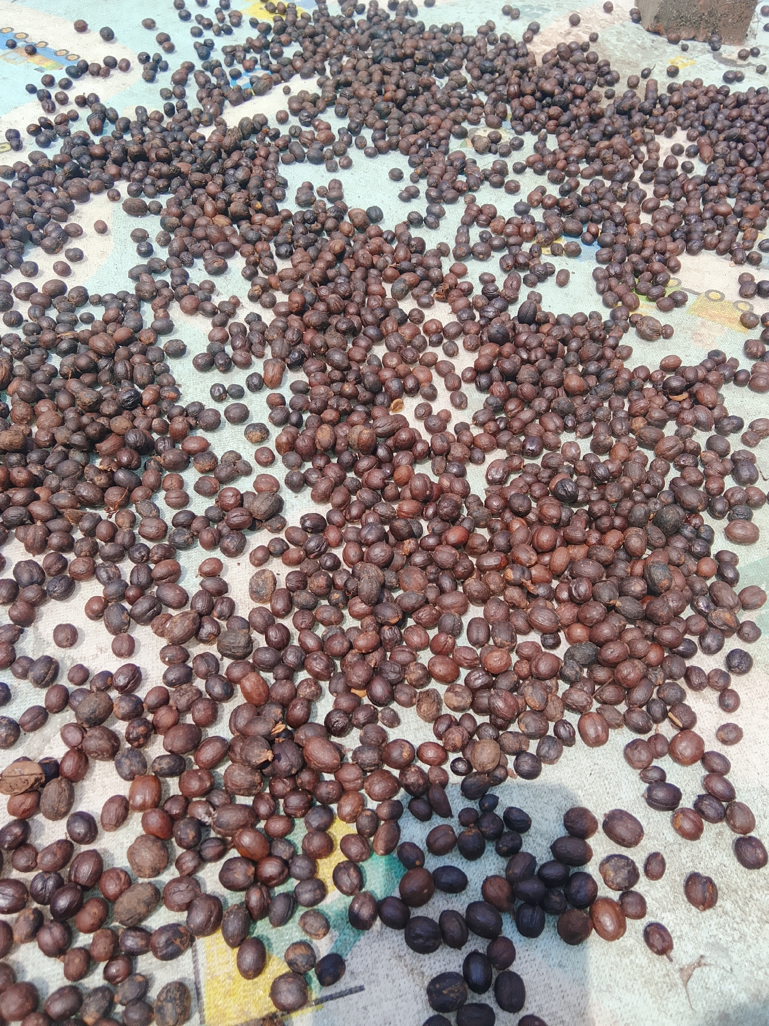 The image depicts a large quantity of dried coffee beans spread out on a light-colored, patterned surface, possibly a mat or tarp. The beans are a mix of dark brown and reddish-brown hues, with some appearing shriveled and others more plump. They are arranged in a dense, overlapping layer across the frame, with a few scattered beans in the foreground and along the edges. The surface they are on has a subtle floral or abstract pattern in shades of yellow, blue, and white. The scene appears to be outdoors, as evidenced by the natural lighting and a shadow cast by an unseen object on the left side of the image. There are no people or animals visible. The overall impression is one of agricultural processing, likely drying coffee beans for later use. The location is specified as Betonan, Indonesia.