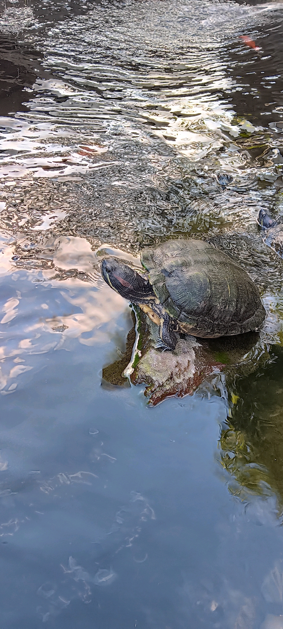 A turtle is partially submerged in water, resting on a rock. The water is clear and reflects the sky and surrounding greenery. The turtle's head is extended, and its shell is visible above the water. The scene appears to be in a natural environment, possibly a pond or river, located in Sukawati, Indonesia.
