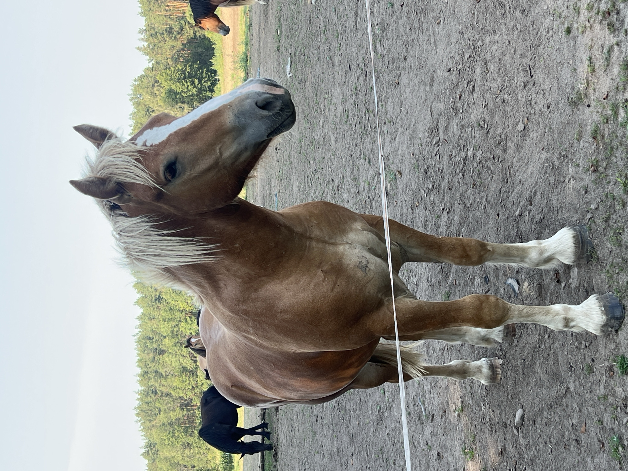 A light brown horse with a white blaze on its face and a blonde mane stands in a fenced-in outdoor area. The horse is the primary subject, positioned in the foreground and taking up a significant portion of the frame. Its body is turned slightly to the left, and its head is facing forward and to the right. In the background, several other horses are visible, including a black horse grazing to the left and a brown horse further back. The ground is dry and dusty, with some scattered stones and dry leaves. A white electric fence runs horizontally across the lower part of the image, behind the main subject horse. Behind the horses, a dense line of green trees forms the backdrop, suggesting a rural or semi-rural setting. The sky is a pale blue with some haziness, indicating daytime. The location is identified as Hodyszewo, Poland.