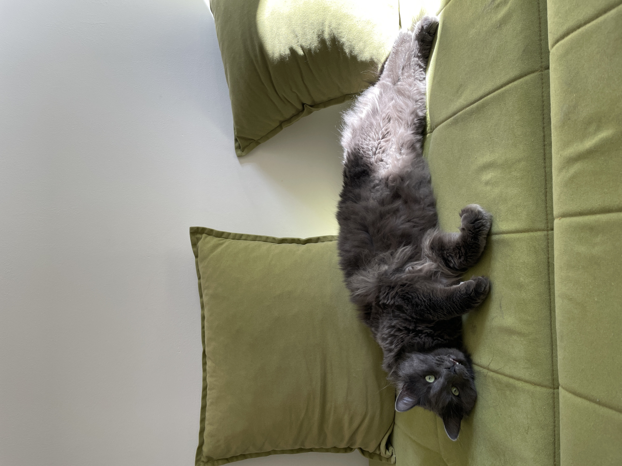 A gray, long-haired cat lies on a green couch with matching green throw pillows against a white wall. The location is not discernible from the image.