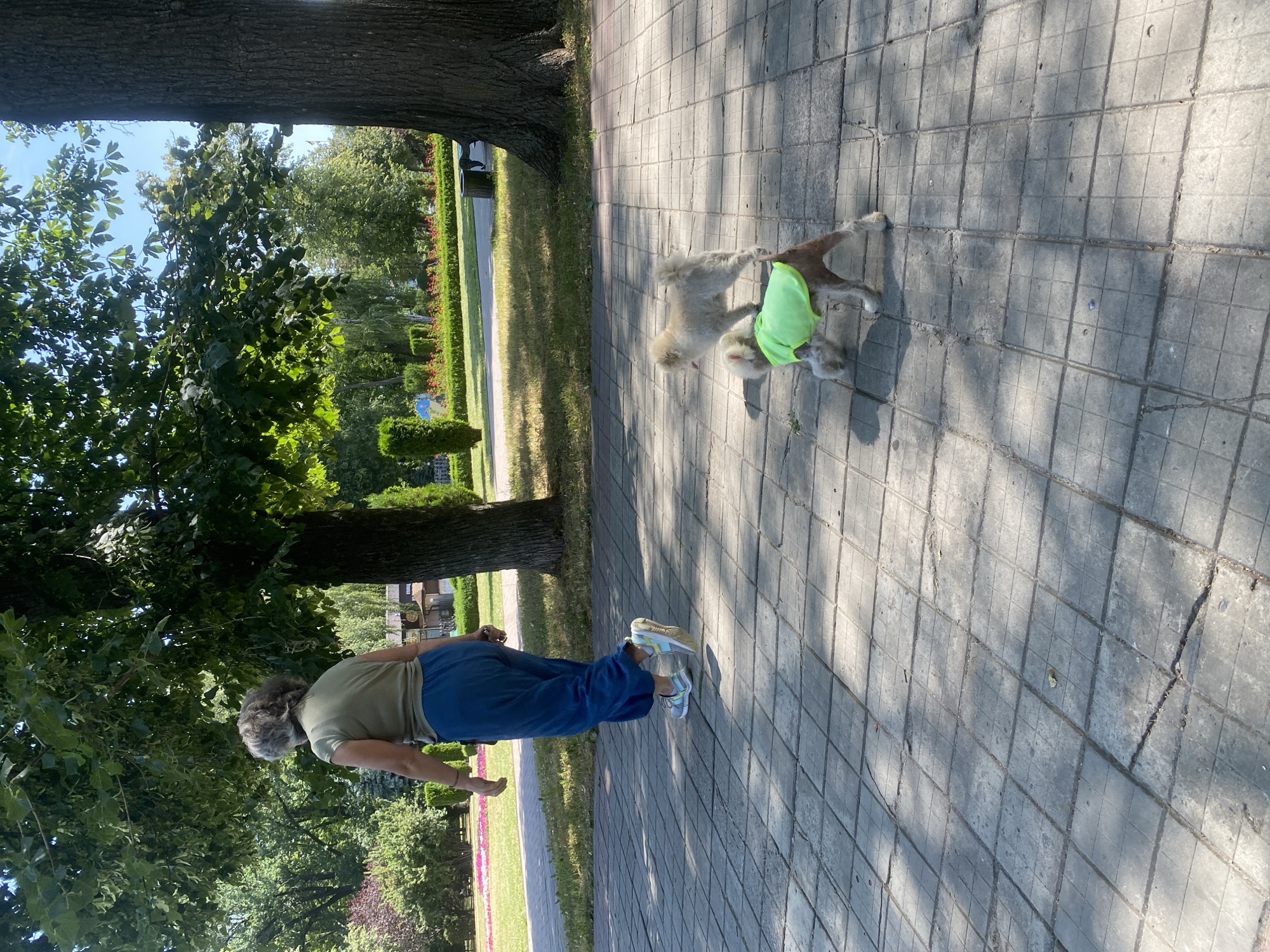 In a sun-dappled park, two small dogs, one light-colored and fluffy, the other brown and white with a neon green vest, explore a paved walkway. Behind them, a woman with graying hair, wearing a green t-shirt and baggy blue pants, walks away from the camera. The environment is a lush park with mature trees, manicured bushes, and flowerbeds lining a pathway. The sun casts distinct shadows across the square-patterned concrete walkway, indicating a bright, clear day. The scene appears to be a public park in Poltava, Ukraine, given the characteristic landscaping and architecture visible in the background, possibly in a neighborhood like Shevchenkivskyi District, known for its green spaces and public areas.