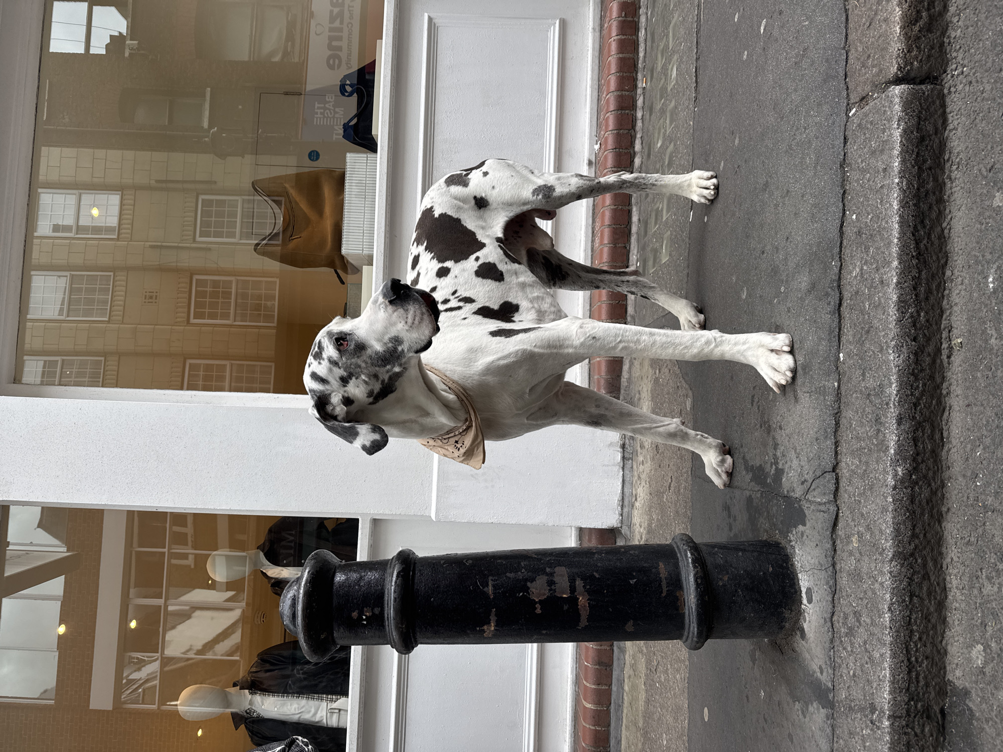 A large, white and black spotted Great Dane dog stands on a concrete sidewalk, looking upwards and to its left. The dog wears a light-colored, patterned bandana around its neck. A weathered black metal bollard is positioned in the foreground, partly obscuring the view of a shop window behind it.
The shop window reflects a brick building with multiple windows across the street, indicating an urban setting. Within the shop's interior, visible through the reflections, are mannequins dressed in clothing, including black jackets, and a brown handbag. The sidewalk itself is dark concrete with some cracks and minor debris, bordered by a reddish-brown brick facade at the base of the building.
The image captures a bright, clear daytime scene. The architectural elements and street furniture are consistent with a London, United Kingdom, location. Mirrored text is visible in the shop window reflections, including fragmented words such as "SOUTHING", "THE TRAY", "MY", and partially "COMMUNITY", likely from a shop sign or poster. The dog appears alert and observant.