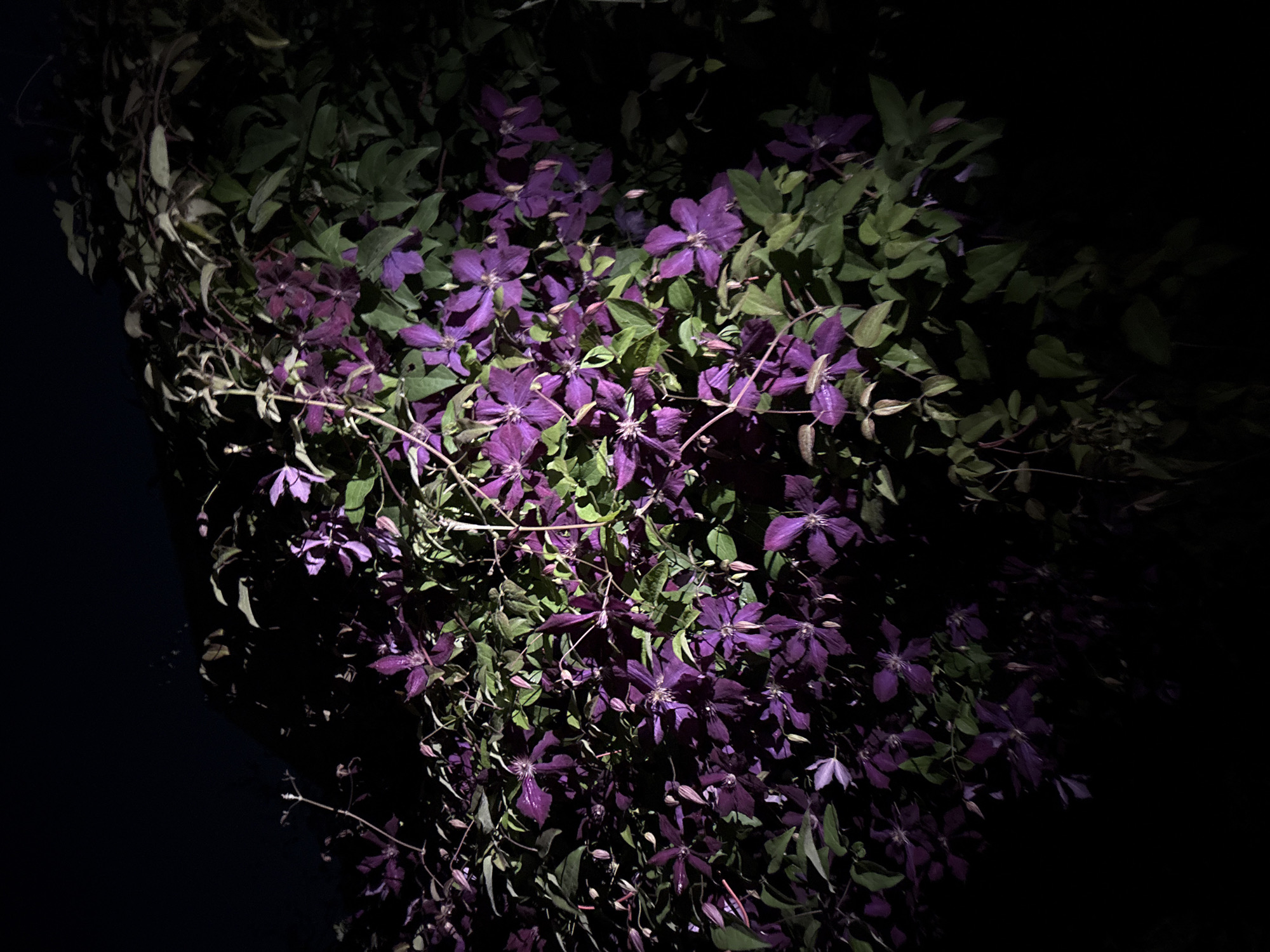 The image shows a close-up view of a dense bush of purple clematis flowers against a dark, shadowy background. The flowers are the primary subject, with their petals illuminated by a light source, casting shadows and highlighting their intricate details. The leaves of the bush are a mix of green and darker tones, also affected by the lighting. The overall scene suggests it was taken at night, possibly outdoors. The location provided, Відзаўскі сельскі Савет, Belarus, places the scene in a rural or semi-rural area of Belarus. There are no people or animals visible in the image.