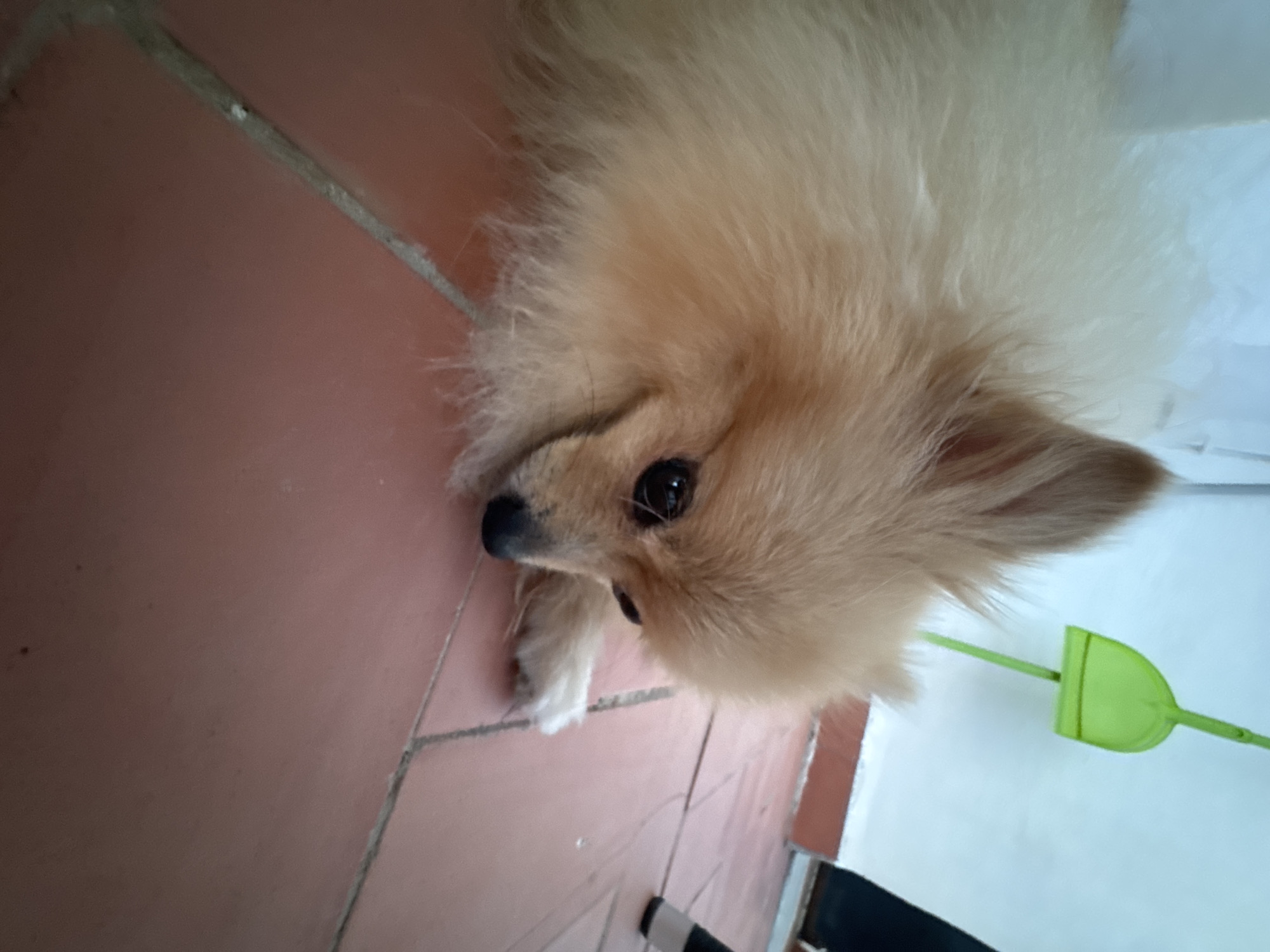 A Pomeranian dog with light brown fur lies on a terracotta tiled floor, looking down with its head resting on its paws. Its dark eyes are visible, and its ears are alert. The background shows a white wall and a blurred green object, possibly a dustpan and brush, on the left. A dark leg and foot are visible on the right side of the image. The scene appears to be indoors. The image does not provide any specific information that would allow for its localization in Torrevieja, Spain.