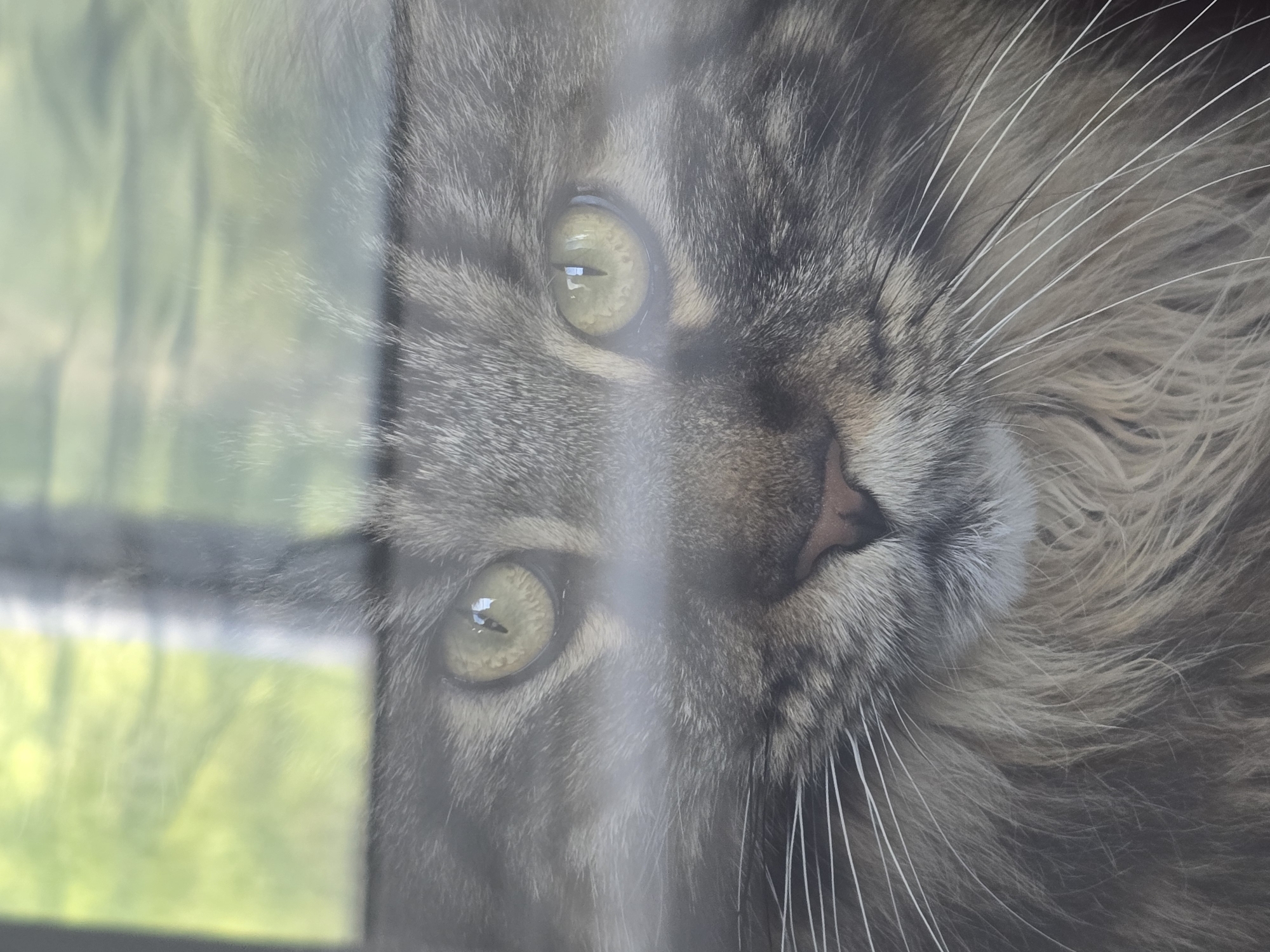 A close-up, head-on, medium shot of a Maine Coon cat's face is visible through a slightly distorted glass pane. The cat's large, golden-green eyes are wide open and looking directly at the camera. The cat's nose is pink and slightly upturned, with prominent white whiskers fanning out from its muzzle. The cat's fur is a mixture of gray, brown, and tan, with long, shaggy hair around its face and neck. The background is blurred and out of focus, but appears to be a natural outdoor setting with green foliage. The glass pane creates a slight glare and distortion, obscuring some details of the cat's fur and the background. The scene is shot in an indoor setting looking outdoors through a window.