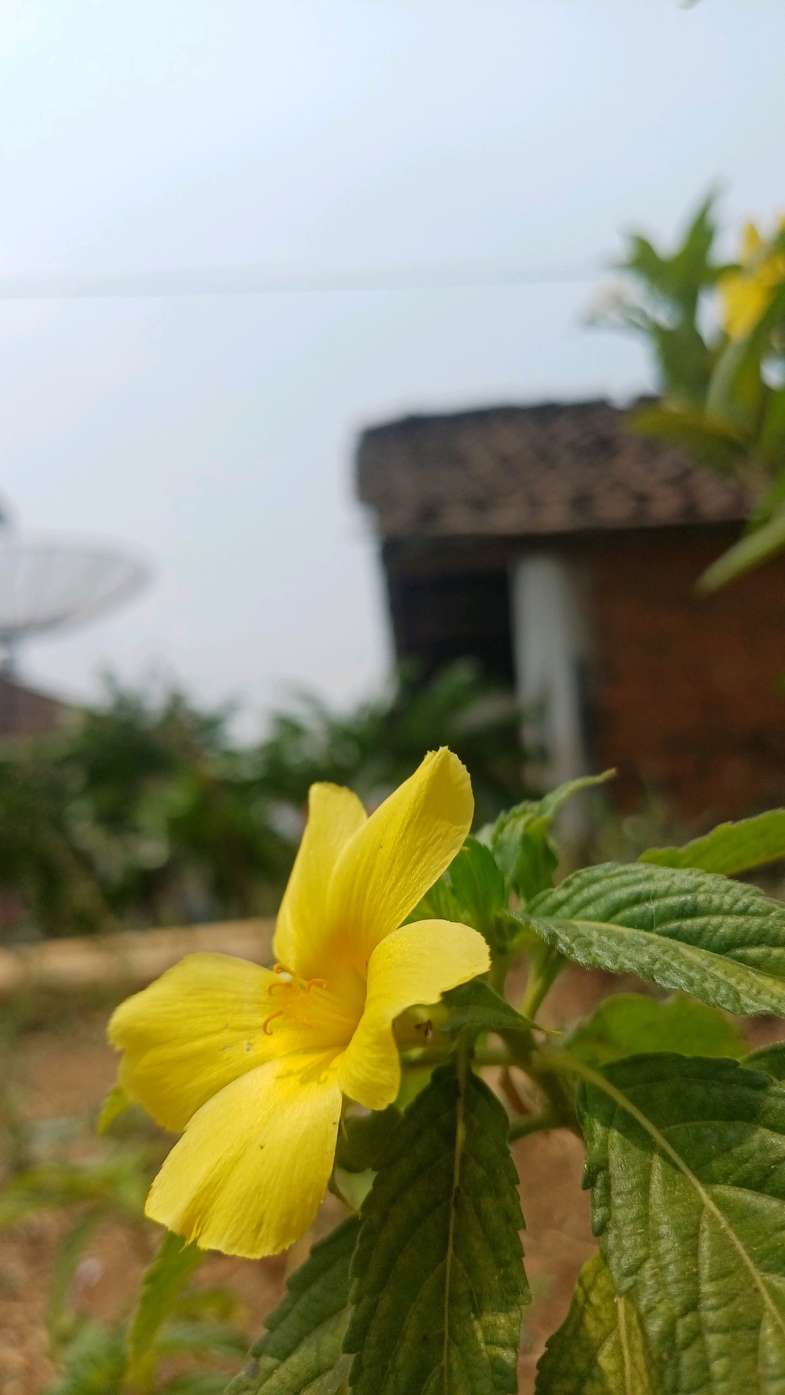 A close-up shot features a vibrant yellow flower with five petals in sharp focus. The flower has delicate stamens visible in its center. It is surrounded by lush green leaves with serrated edges. In the background, the scene is blurred, showing hints of a building with a dark brown roof and a satellite dish. The sky is a hazy, pale blue. The environment appears to be outdoors, possibly in a garden or natural setting, within the city of Wonokerso, Indonesia. No people are visible in the frame.