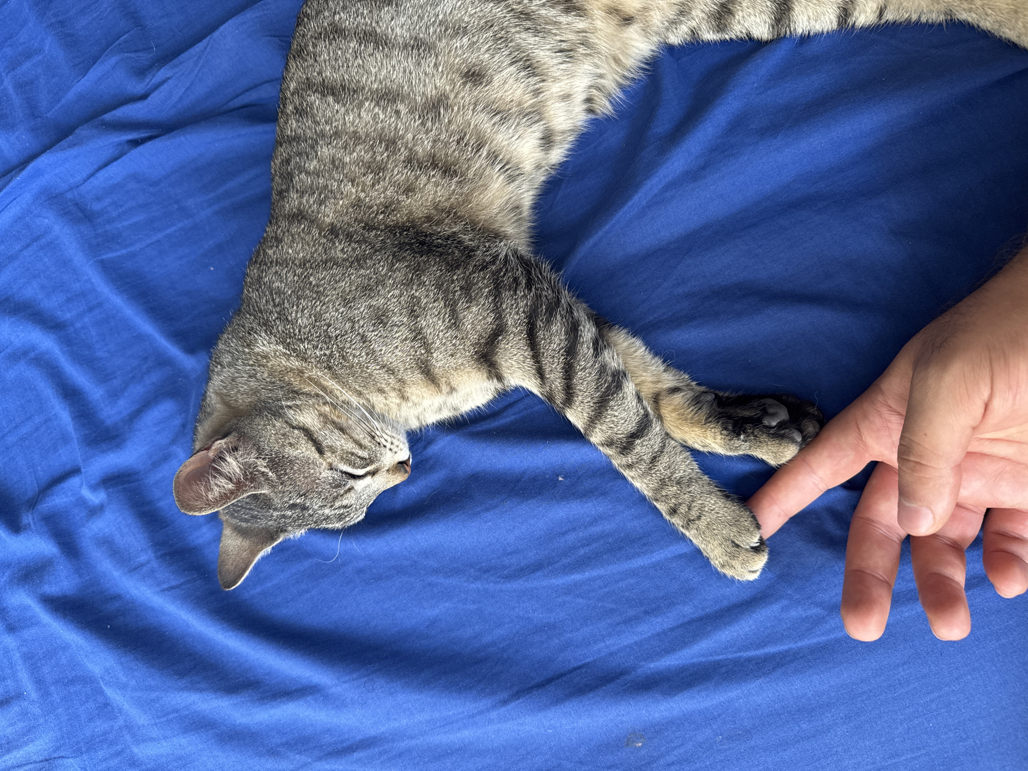 A gray tabby cat is lying on a blue sheet. A human hand is touching the cat's paw. The scene does not appear to be located in the city of Puebla, Mexico, based on the image provided.