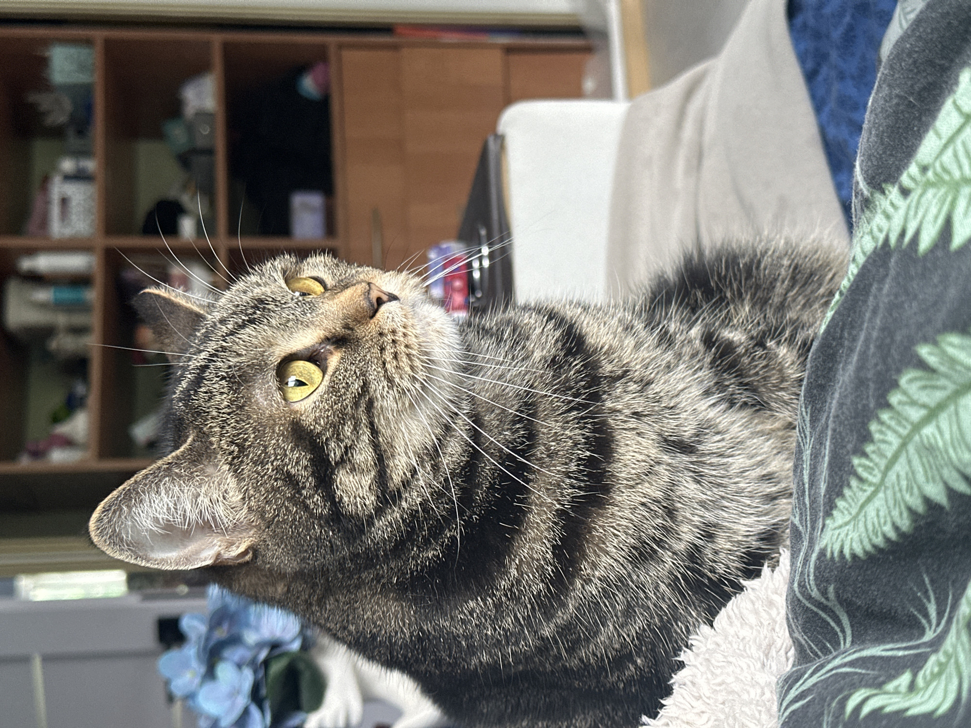 A close-up, medium-shot photo features a tabby cat looking upward and to the left. The cat has green eyes, a brown and black striped coat, and long white whiskers. It is resting on a fluffy white surface, possibly a blanket or pillow. To the right of the cat is a patterned gray and green fabric. Behind the cat, in the background, are blurred objects including a wooden shelf unit, a white object, and other indistinct items. The photo provides no indication of its location or Stavropol, Russia.