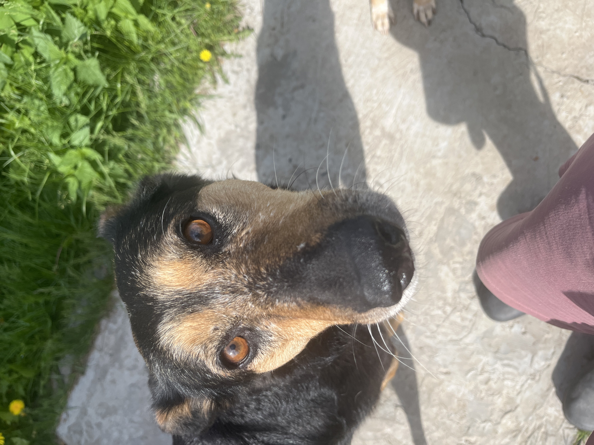 A close-up, high-angle shot shows a dog with black and tan fur looking up at the camera. The dog has brown eyes and a black nose. Some white whiskers are visible on the dog's snout. The dog is on a concrete surface near some green grass. Part of a person's leg wearing dark colored pants and dark shoes is visible in the right portion of the frame. The shadow of a person and another dog's paws are also visible on the concrete surface. The location cannot be determined from the image content alone.