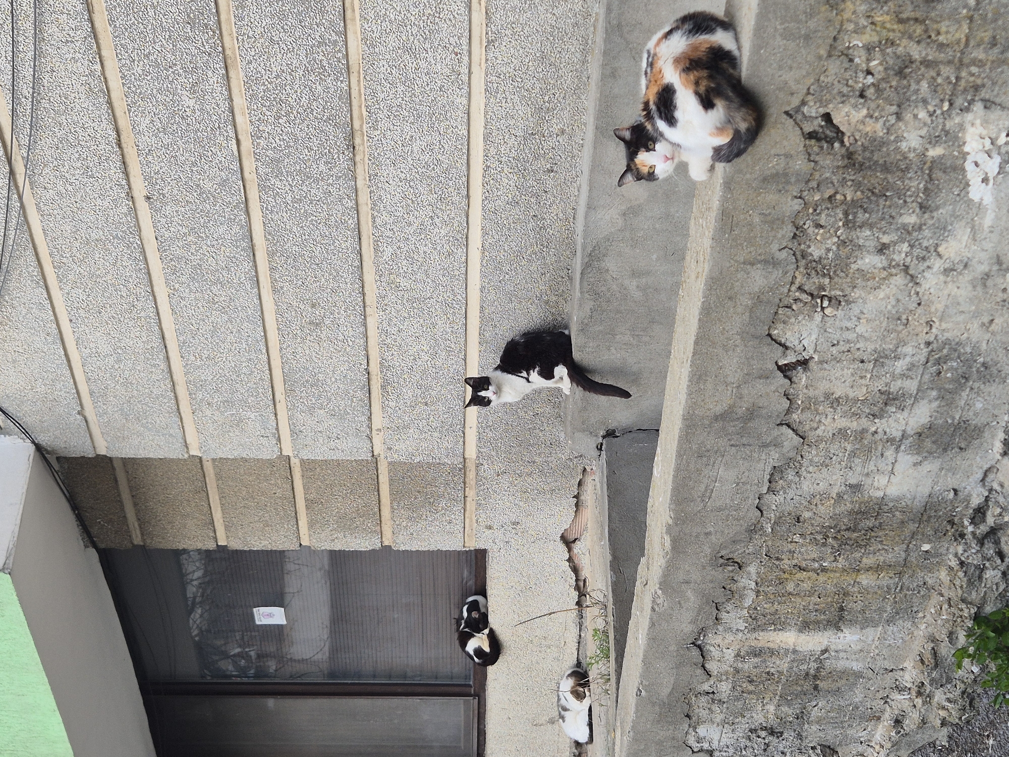 The image, taken in Pavlikeni, Bulgaria, depicts a set of concrete stairs leading to a building entrance. The stairs have a ribbed texture. Four cats are present. A calico cat is at the top of the stairs, grooming itself. A black and white cat is positioned on the third step from the top, looking towards the bottom. Two more cats, one mostly white with brown markings, and another with black and white markings are at the bottom near the doorway. The doorway itself is partially visible, made of dark material, likely glass or metal. The surrounding concrete is weathered and cracking. A green accent wall is visible on the left. Power lines are present in the upper left corner of the image. A small white sign is affixed to the door.