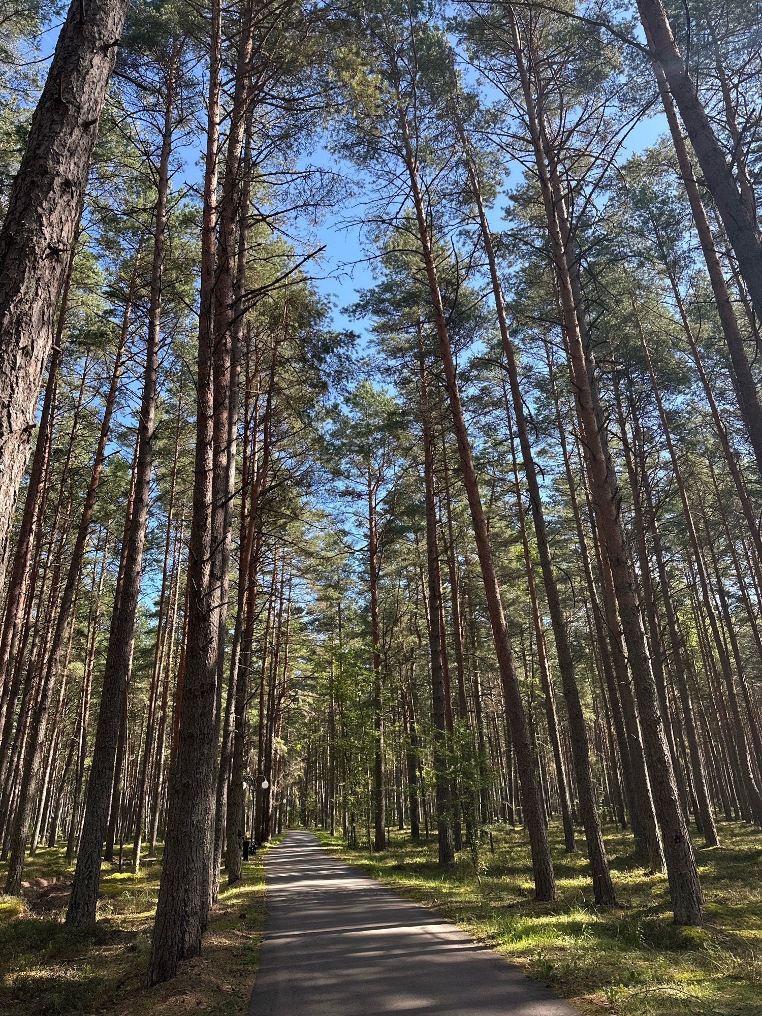The image depicts a paved road winding through a dense pine forest. The trees are tall and slender, with their canopies creating a dappled shadow pattern on the road. The ground on either side of the road is covered in grass and pine needles, with sunlight filtering through the trees, creating bright patches of light. The sky is blue and clear. There are no people or animals visible in the image. The scene appears to be a tranquil and natural environment within the Мядзельскі сельскі Савет, Belarus.